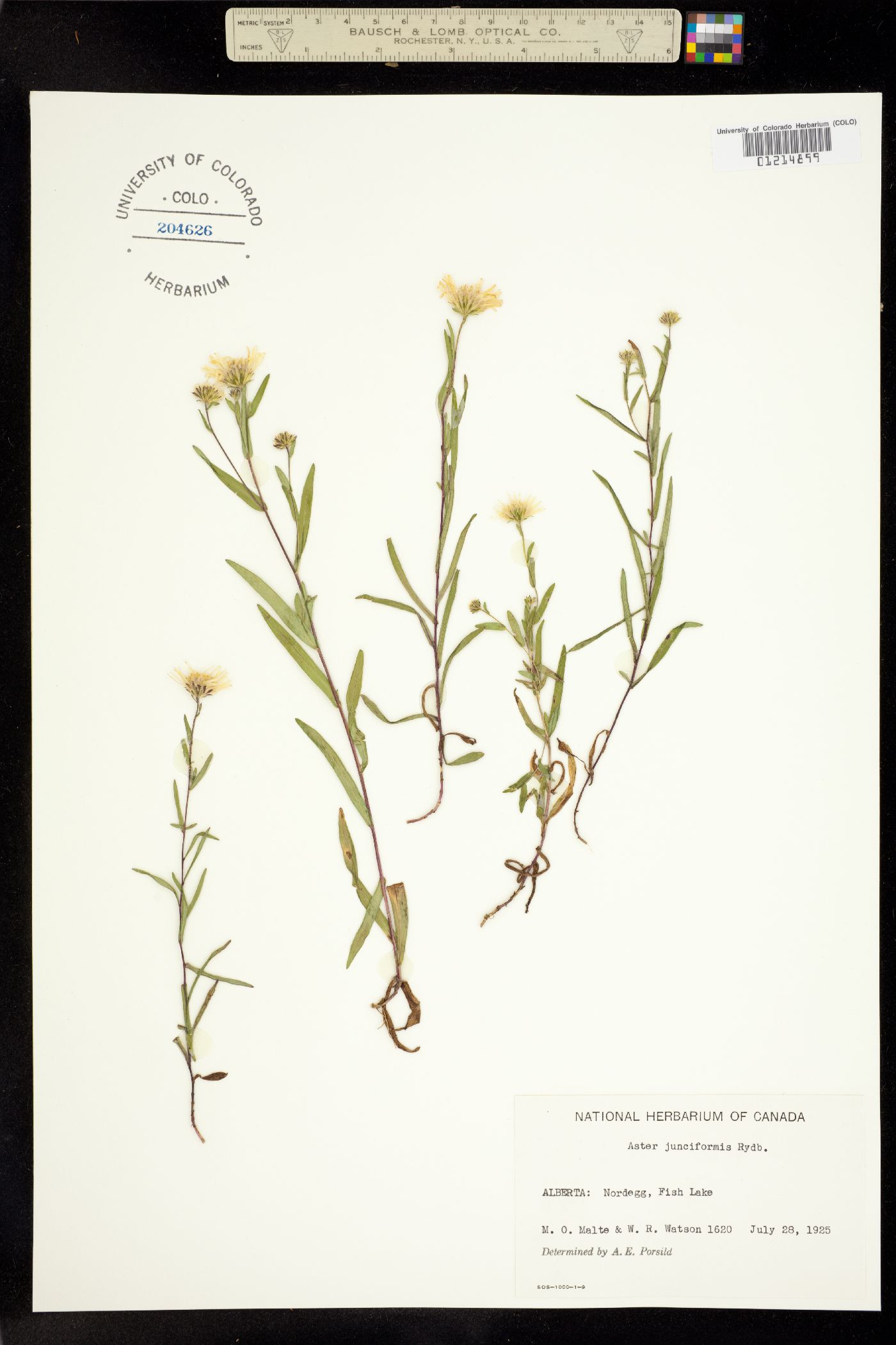 Symphyotrichum boreale image