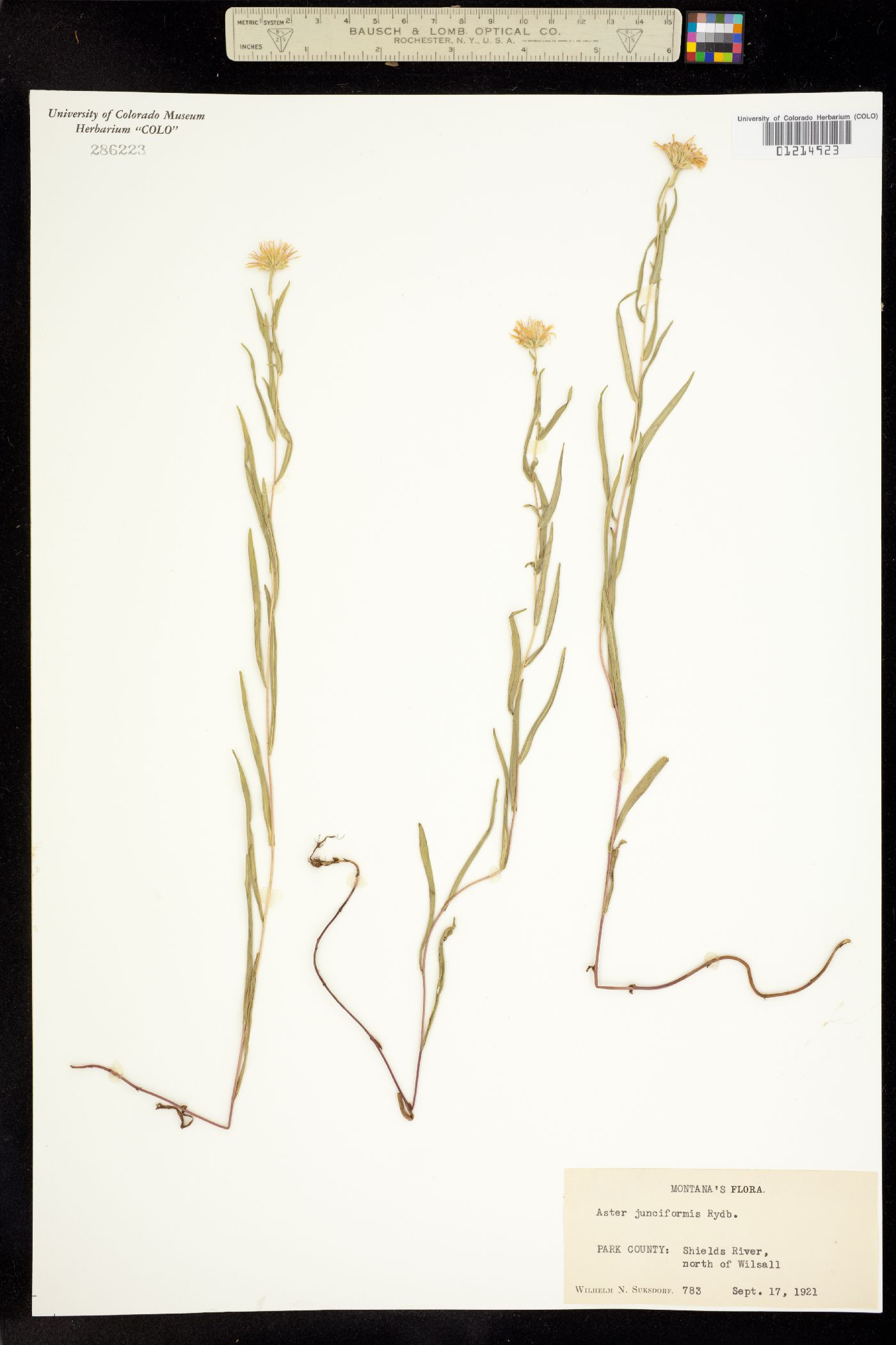 Symphyotrichum boreale image
