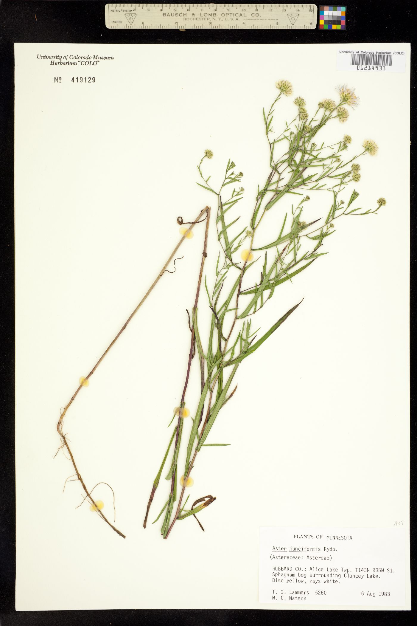 Symphyotrichum boreale image