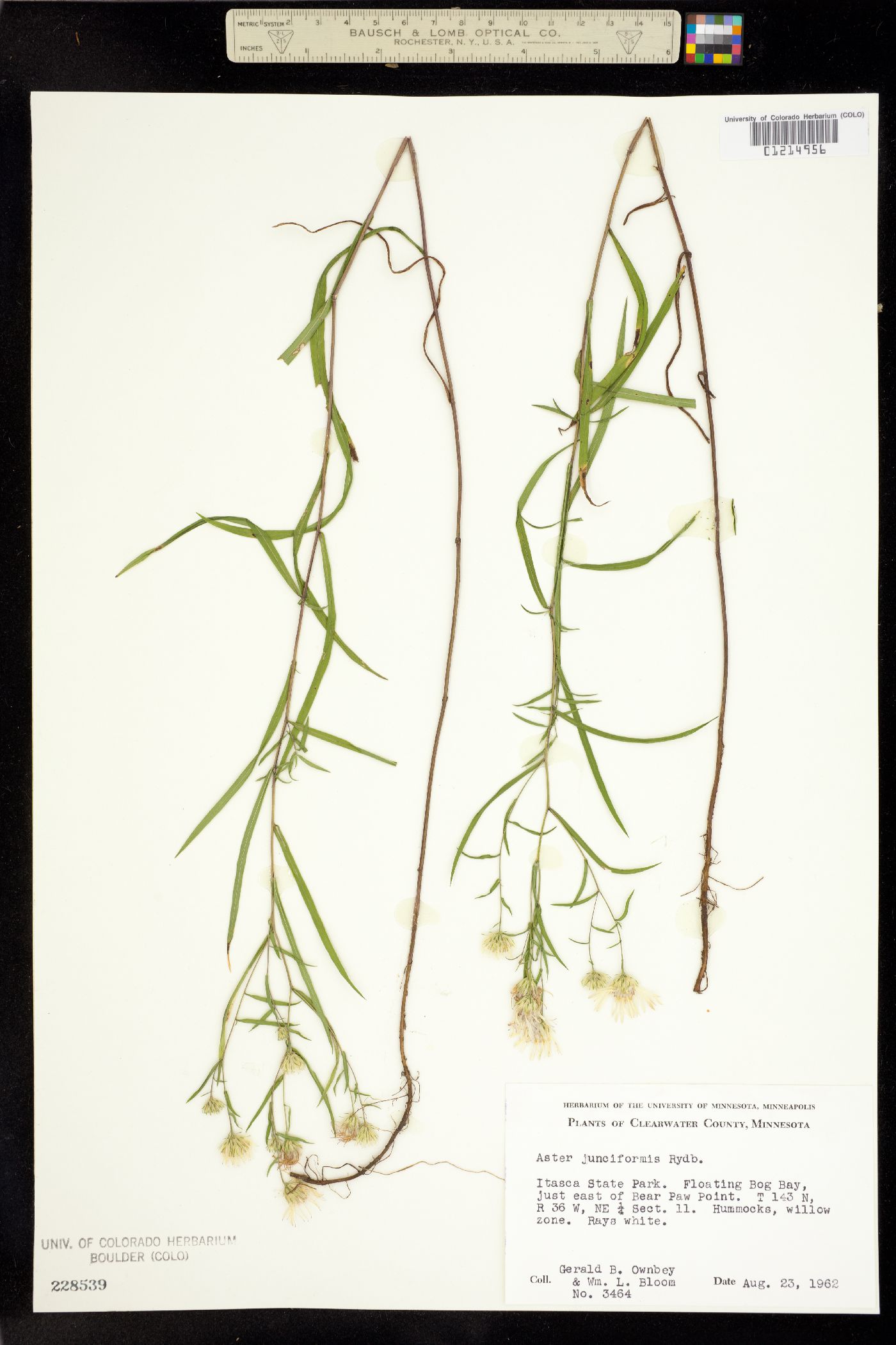 Symphyotrichum boreale image