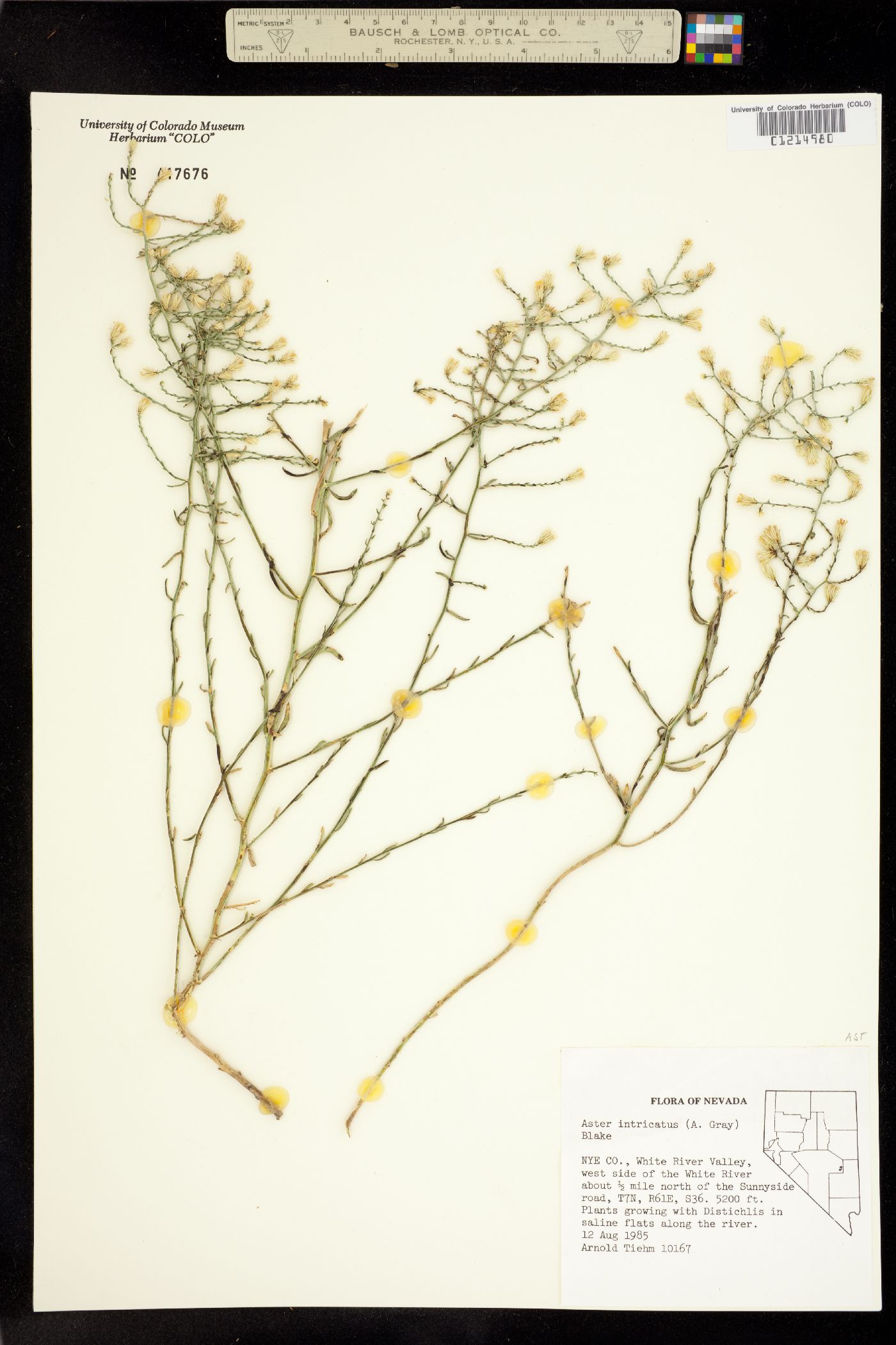 Aster intricatus image