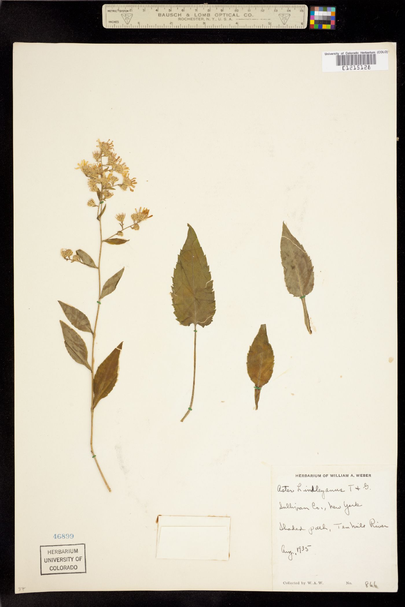 Symphyotrichum ciliolatum image