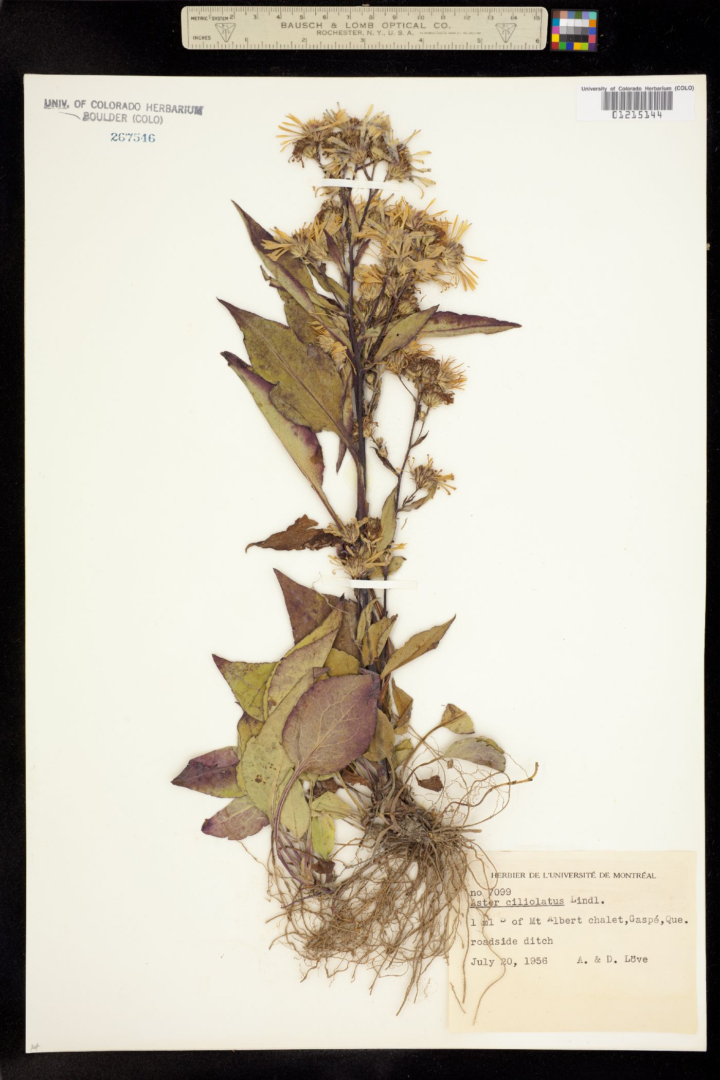 Symphyotrichum ciliolatum image
