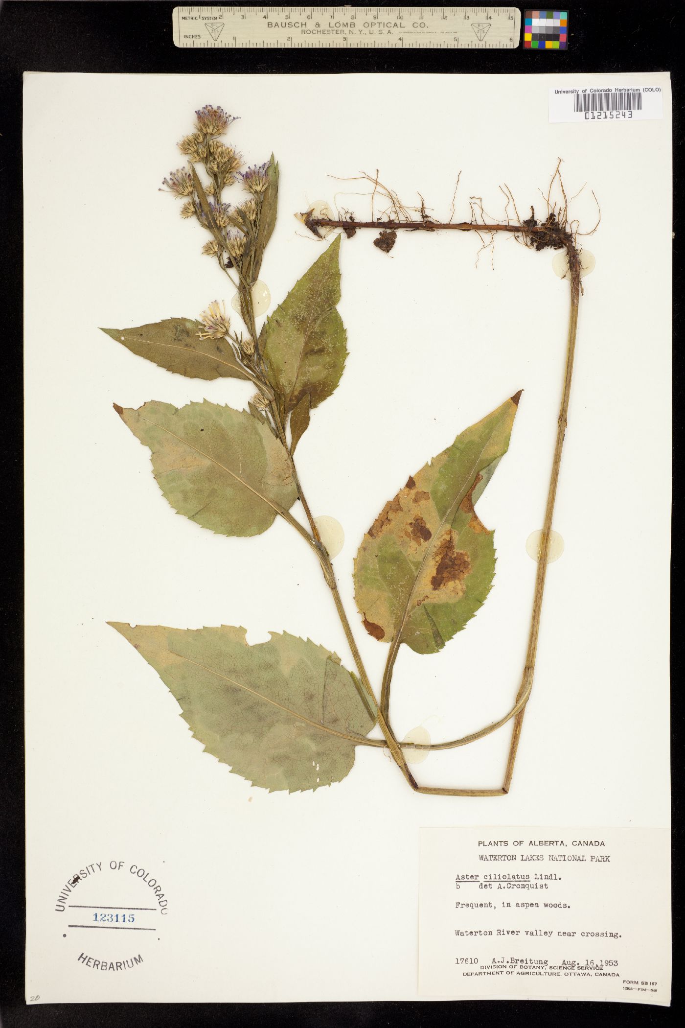 Symphyotrichum ciliolatum image