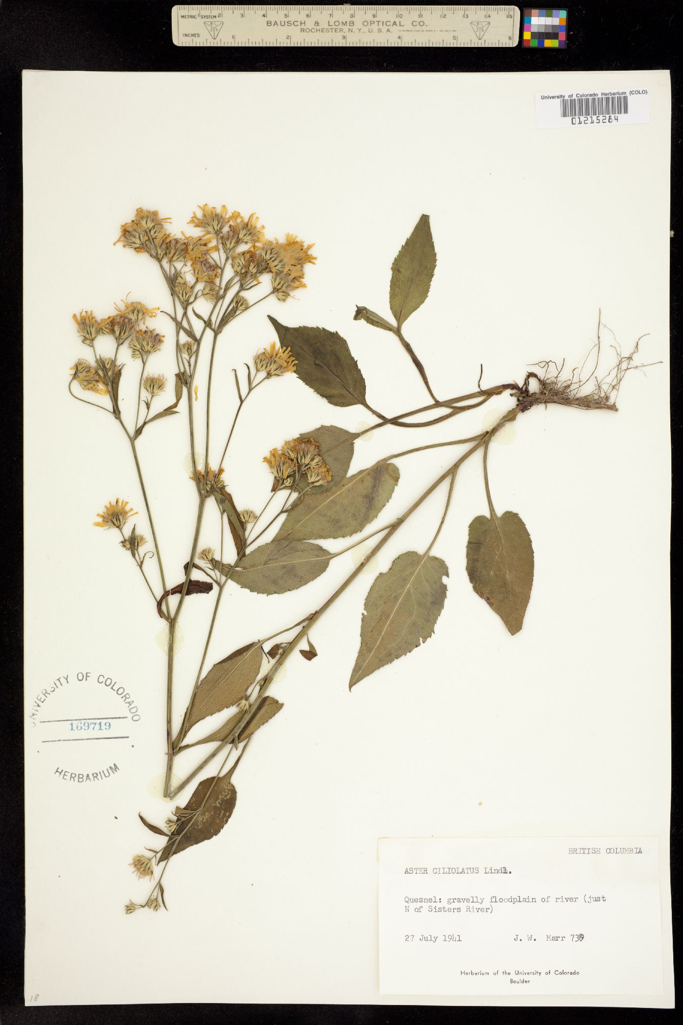 Symphyotrichum ciliolatum image