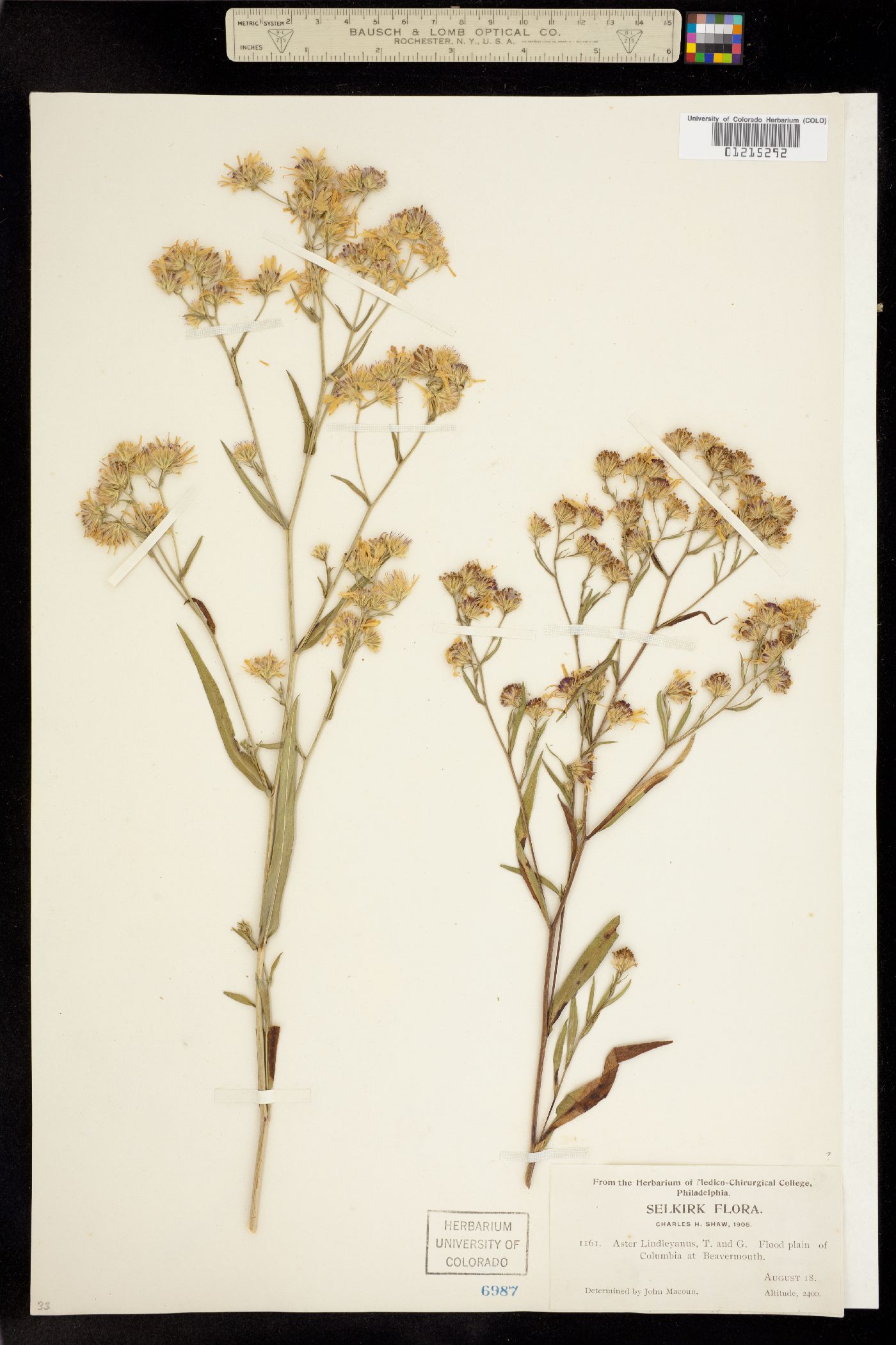 Symphyotrichum ciliolatum image