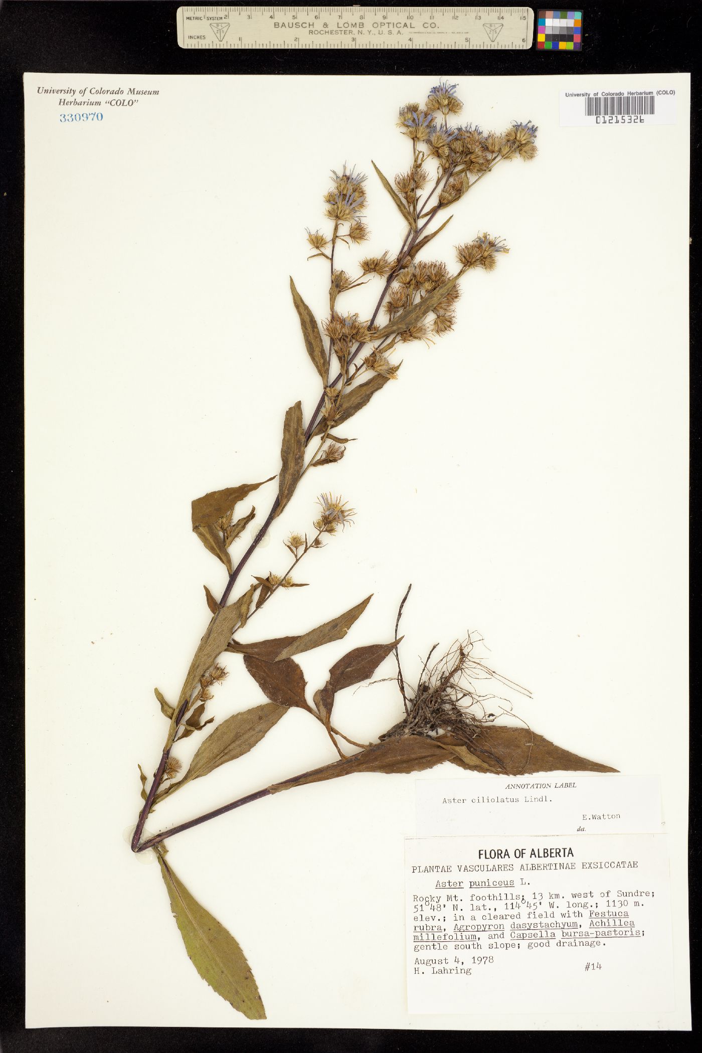 Symphyotrichum ciliolatum image