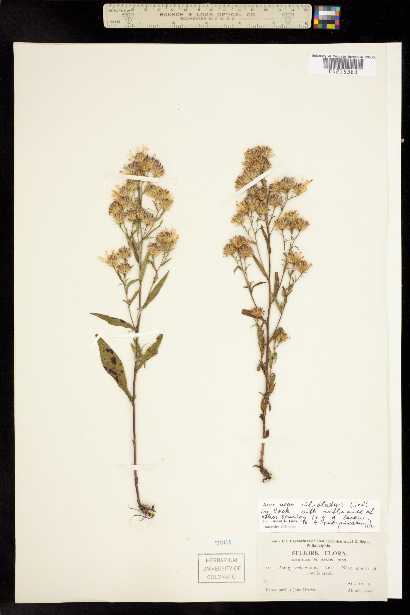 Symphyotrichum ciliolatum image