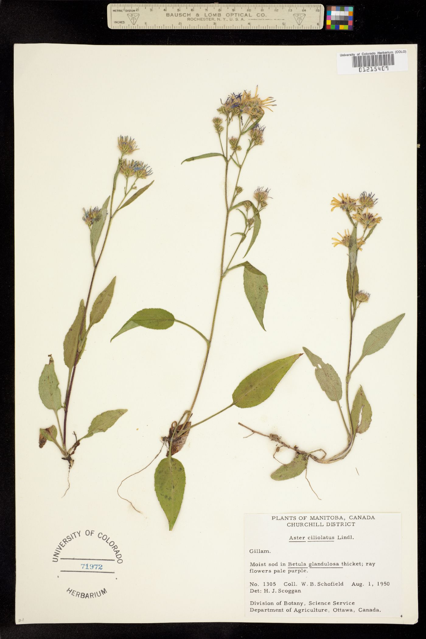 Symphyotrichum ciliolatum image