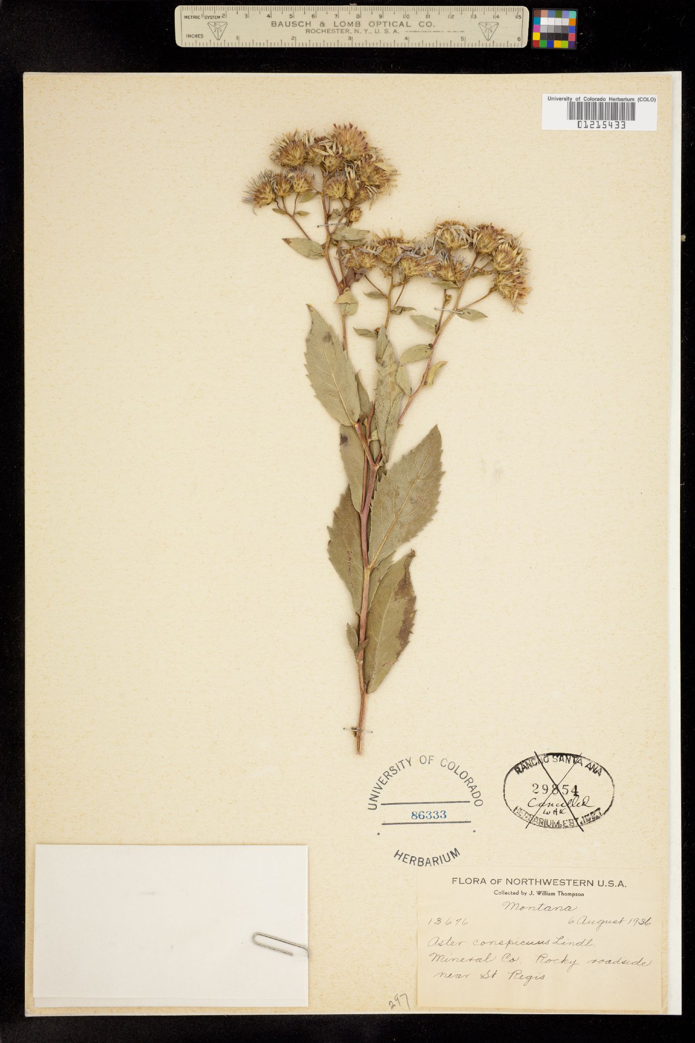 Aster conspicuus image