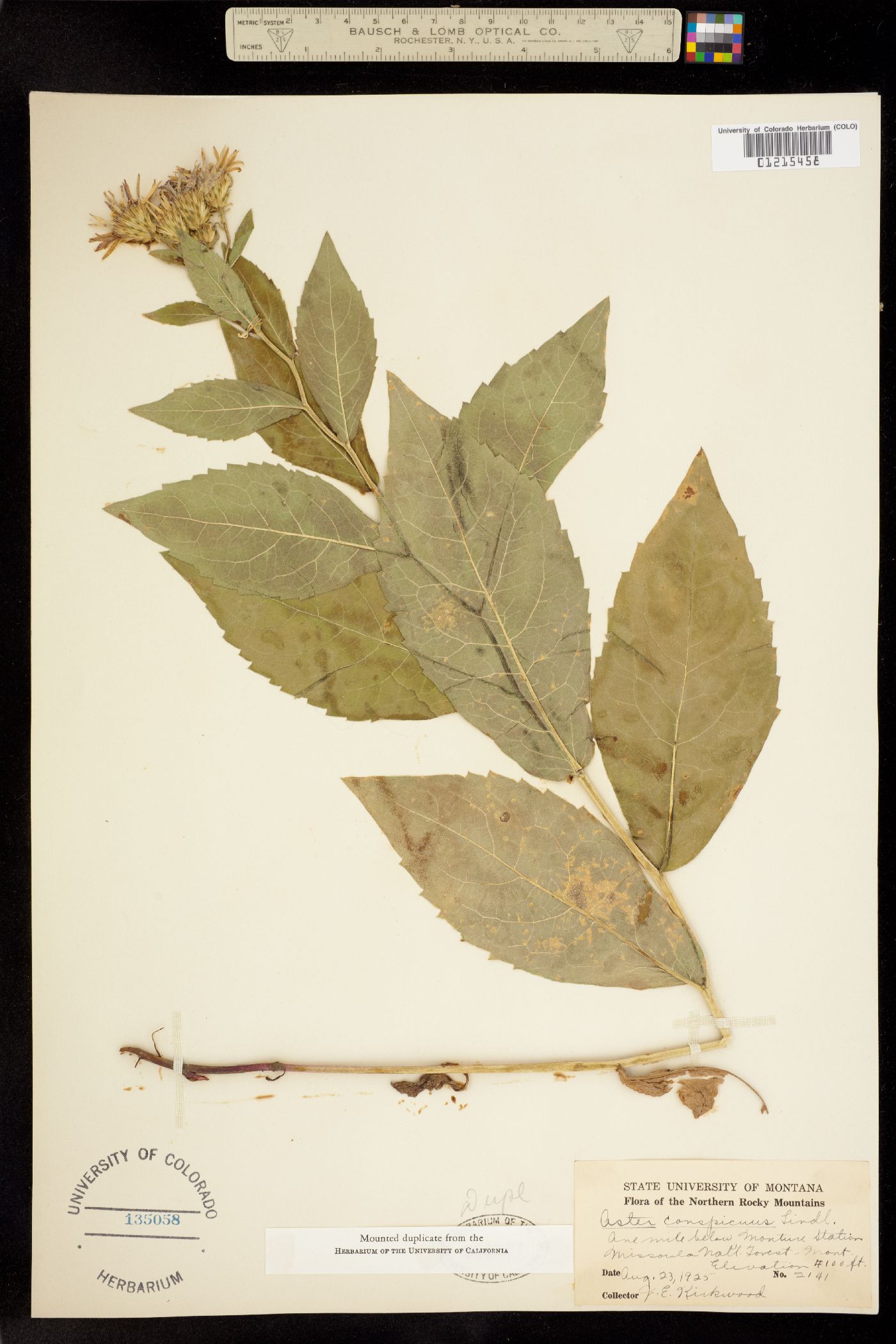 Aster conspicuus image