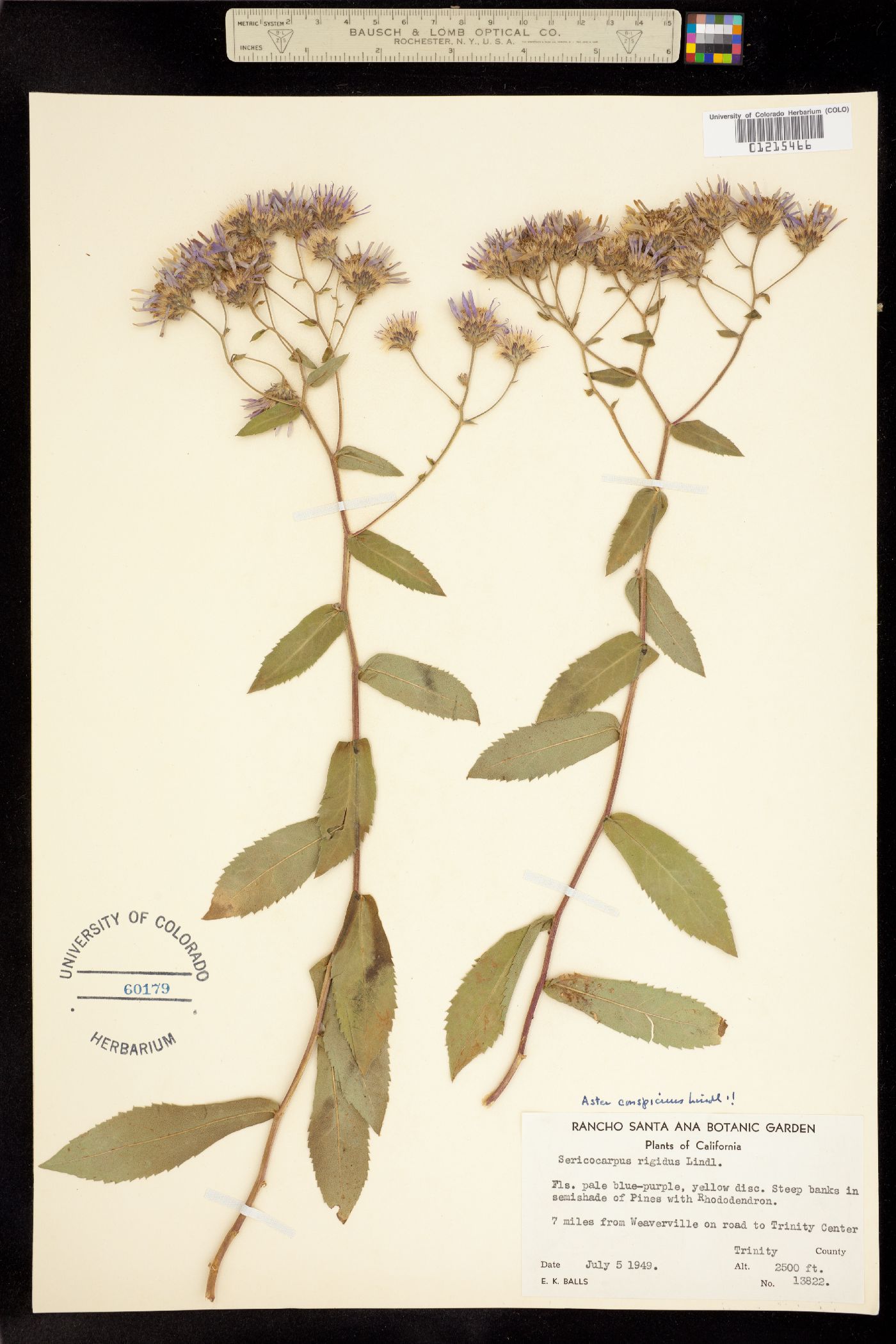 Aster conspicuus image