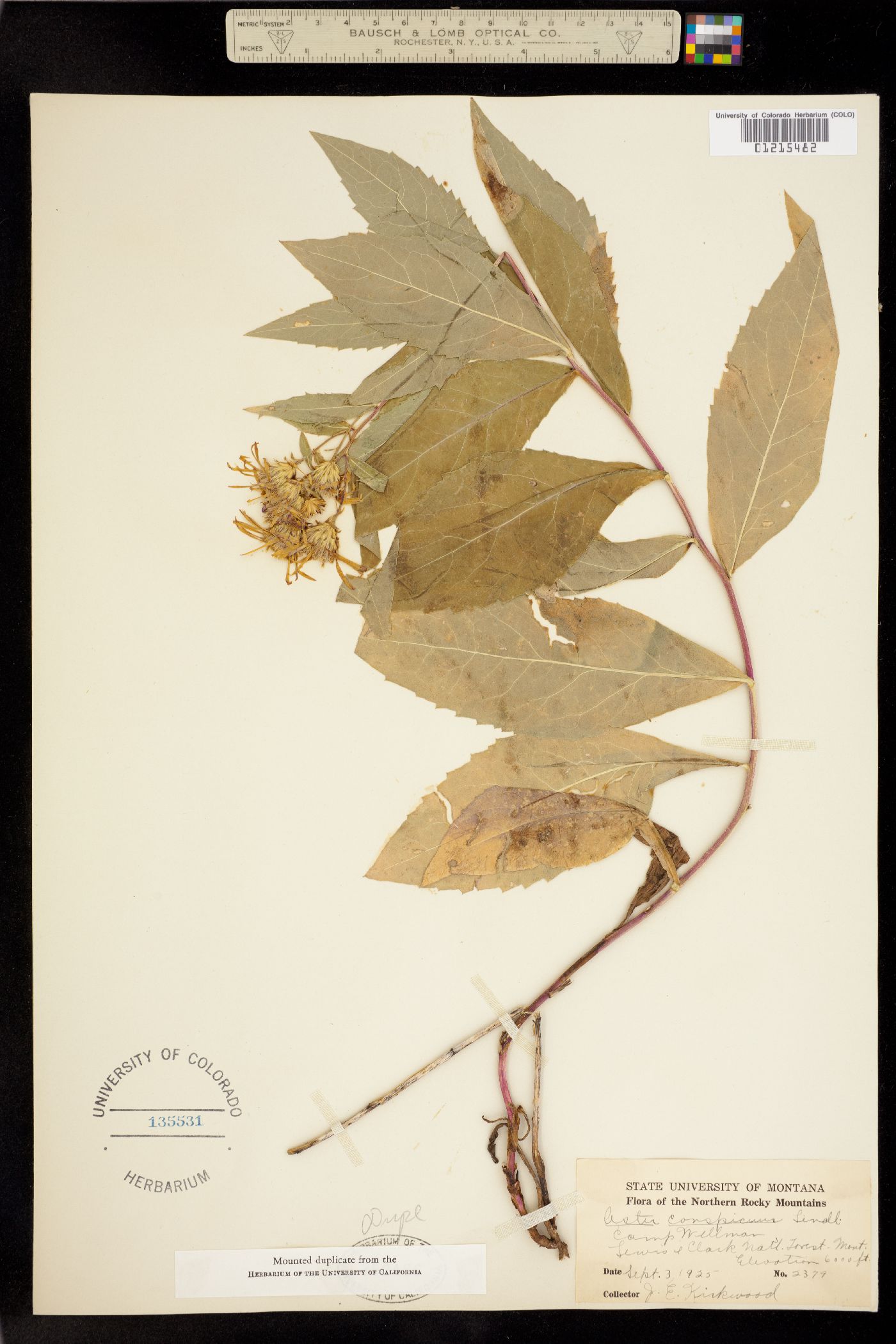 Aster conspicuus image