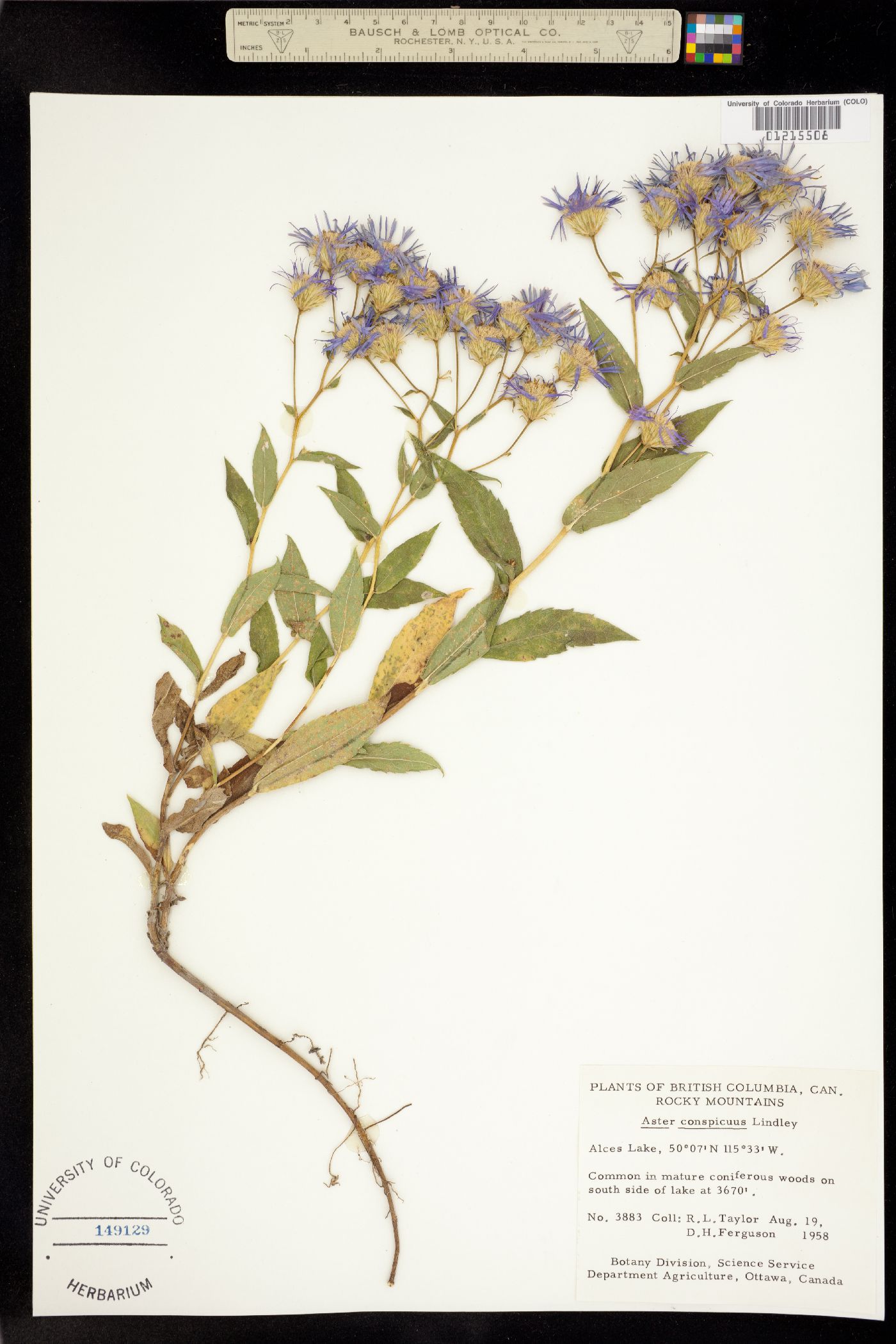 Aster conspicuus image