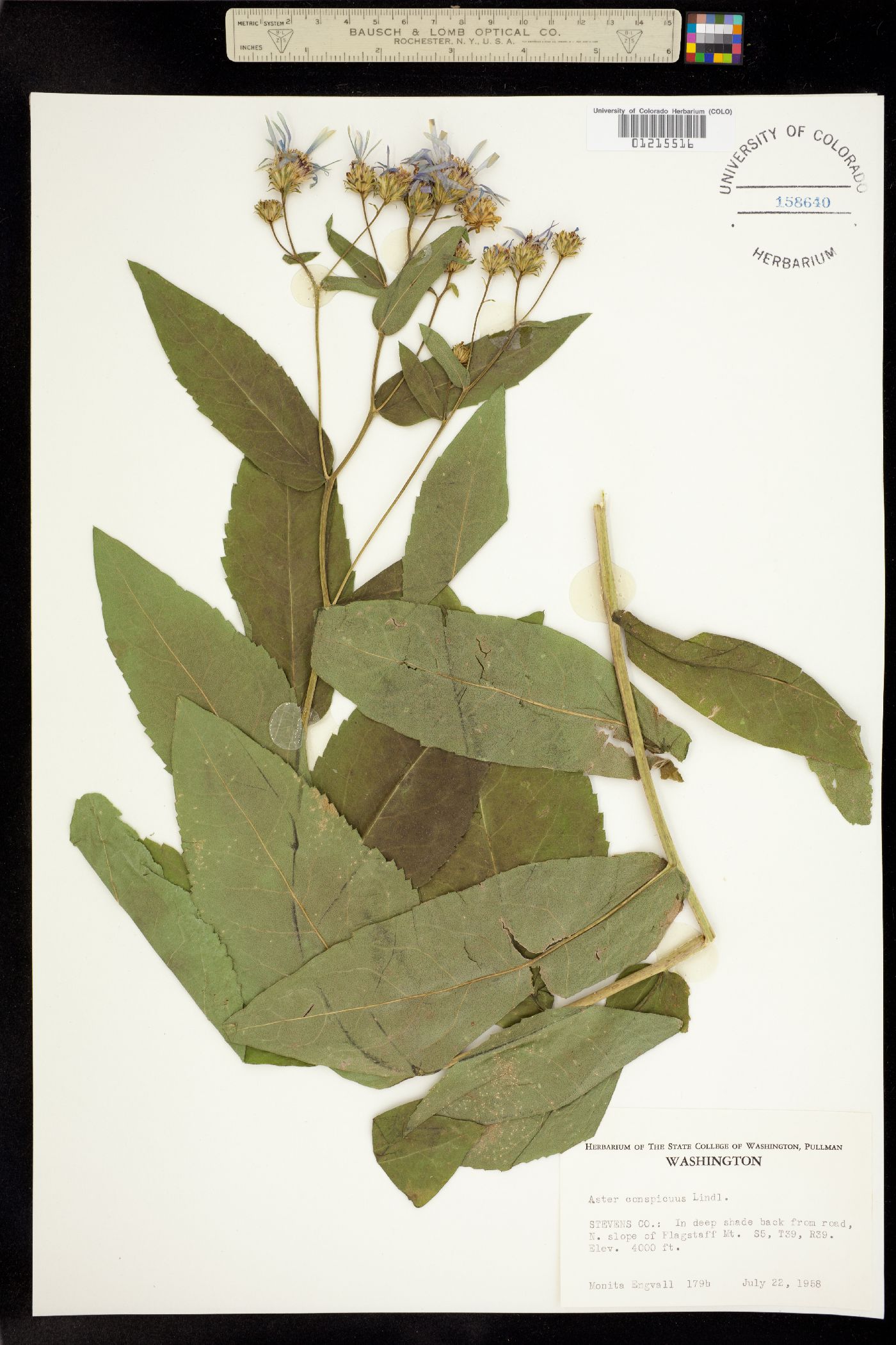 Aster conspicuus image