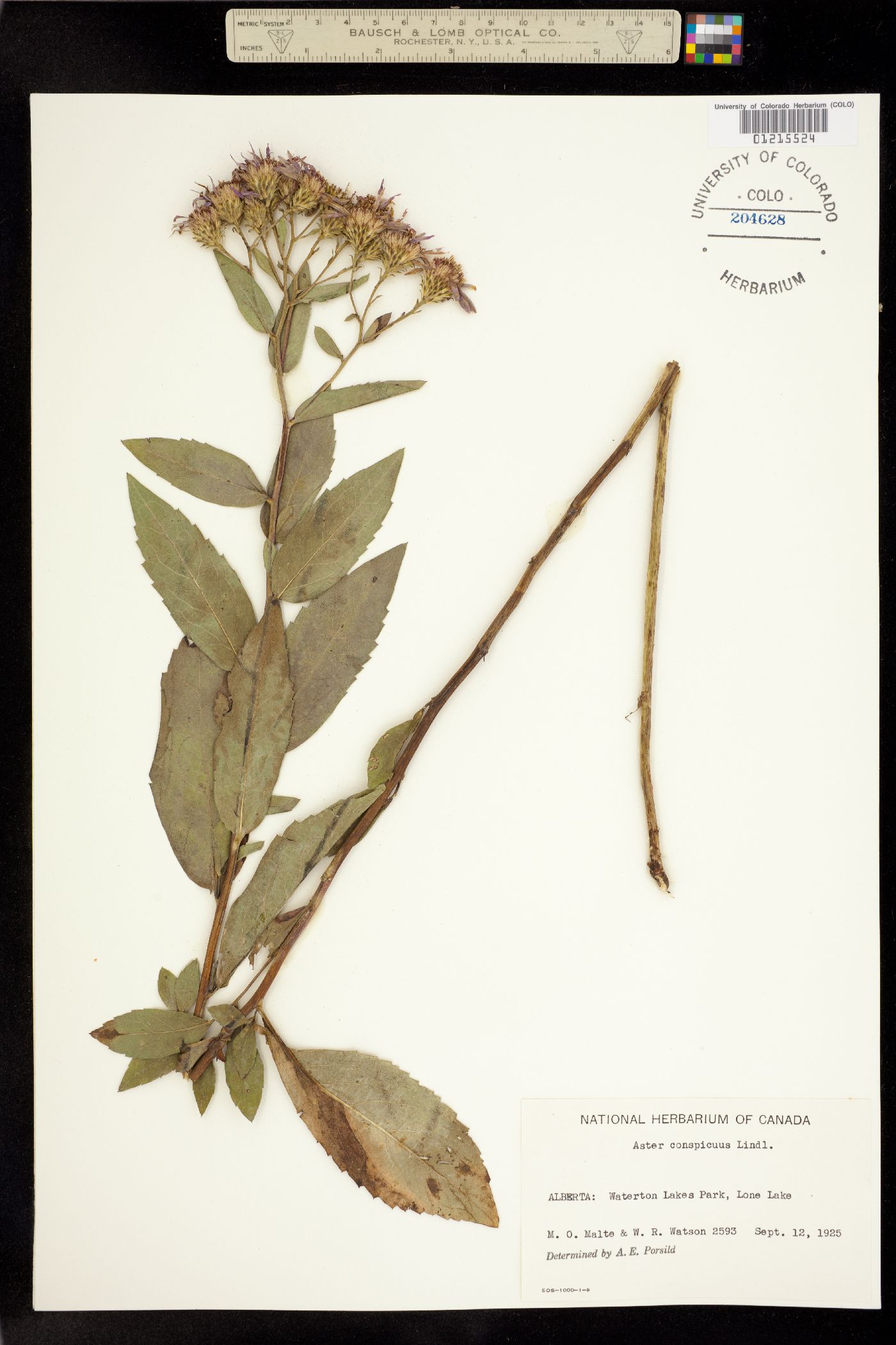 Aster conspicuus image