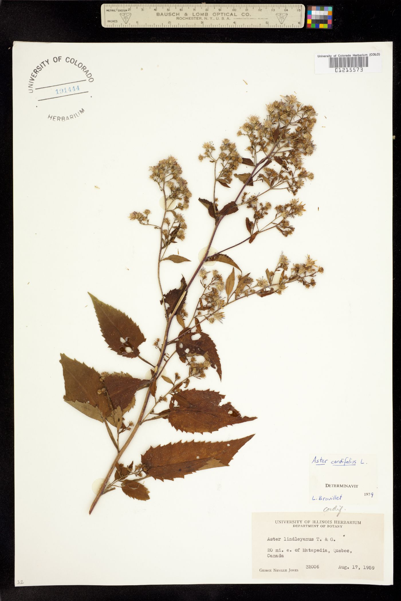 Symphyotrichum cordifolium image