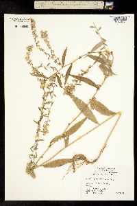 Image of Symphyotrichum cordifolium