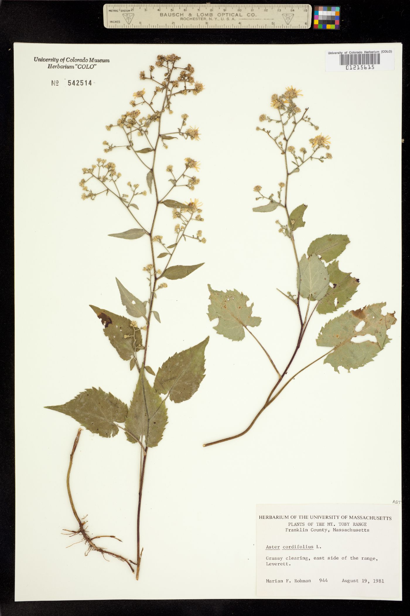 Symphyotrichum cordifolium image