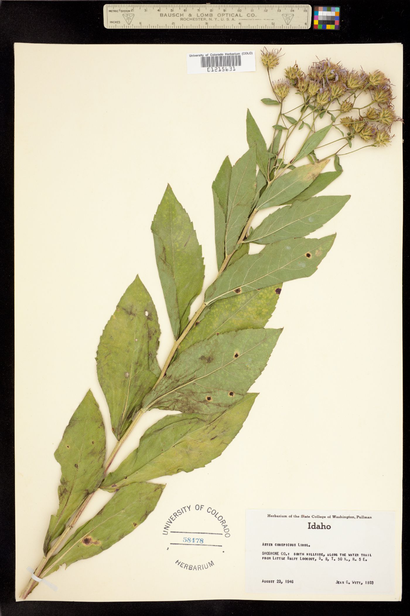 Aster conspicuus image