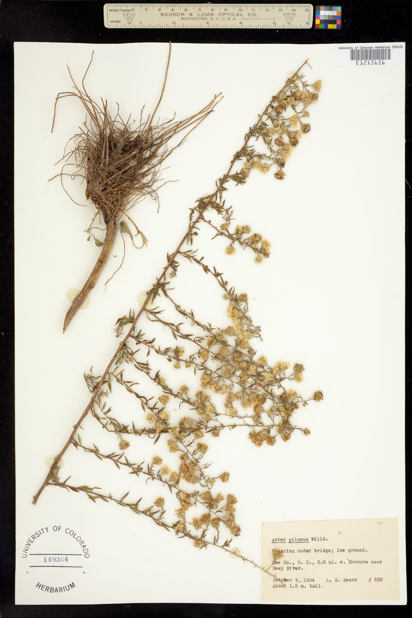 Symphyotrichum pilosum image