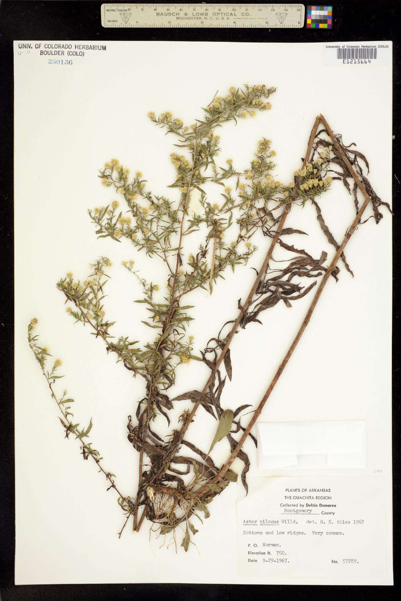 Symphyotrichum pilosum image