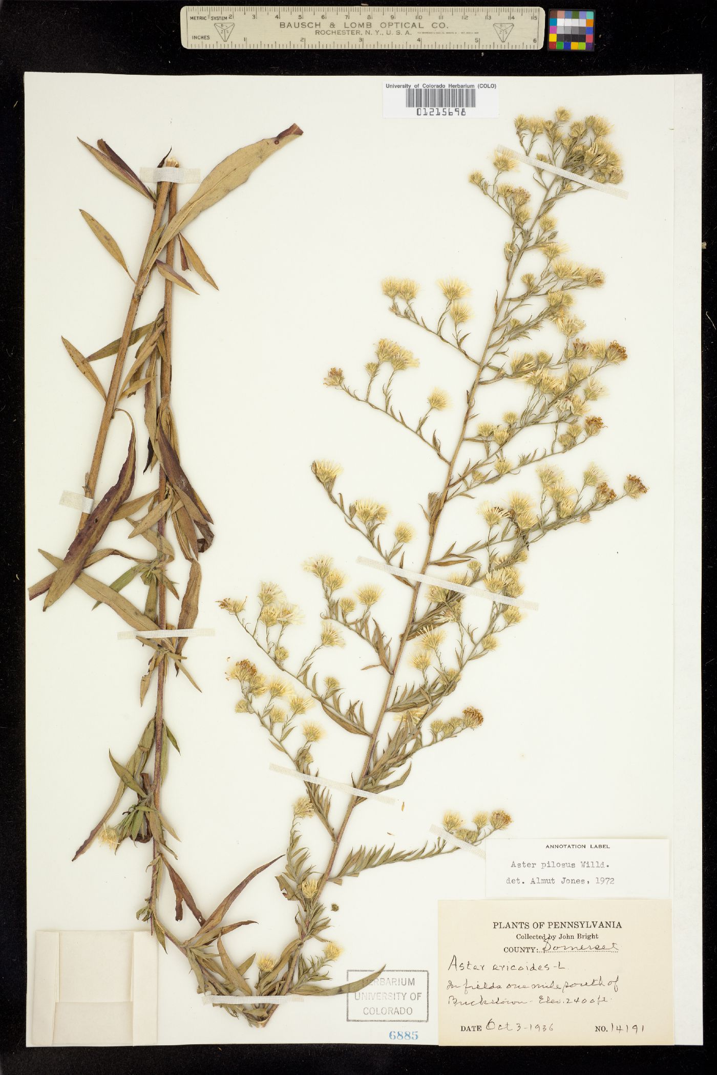Symphyotrichum pilosum image