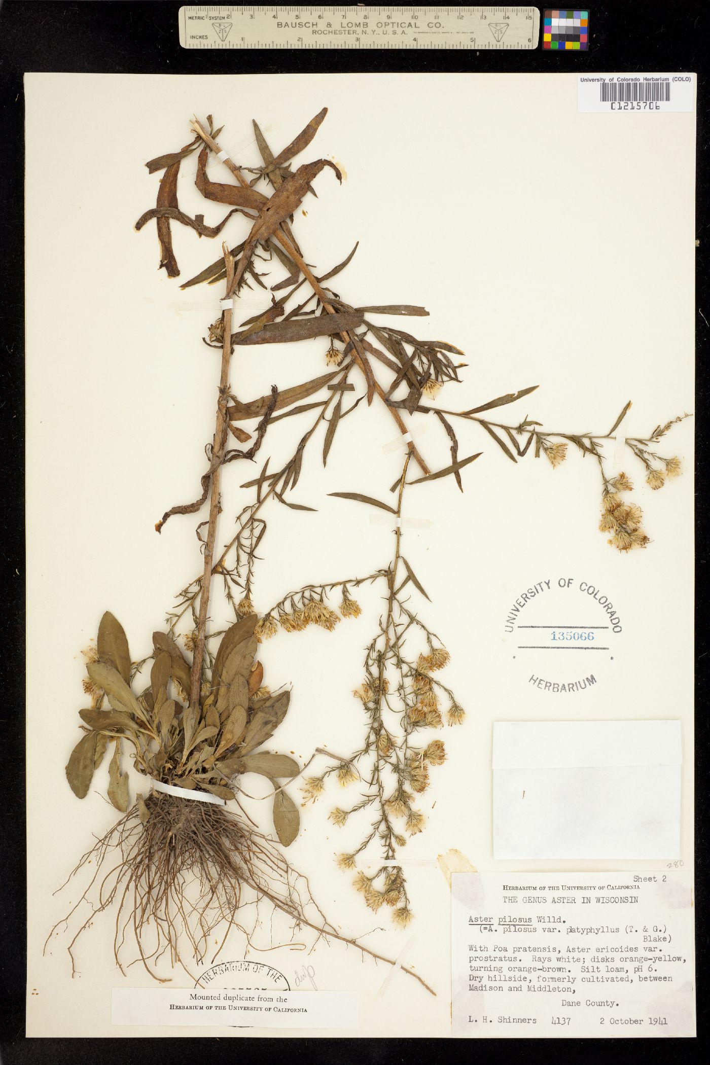 Symphyotrichum pilosum image
