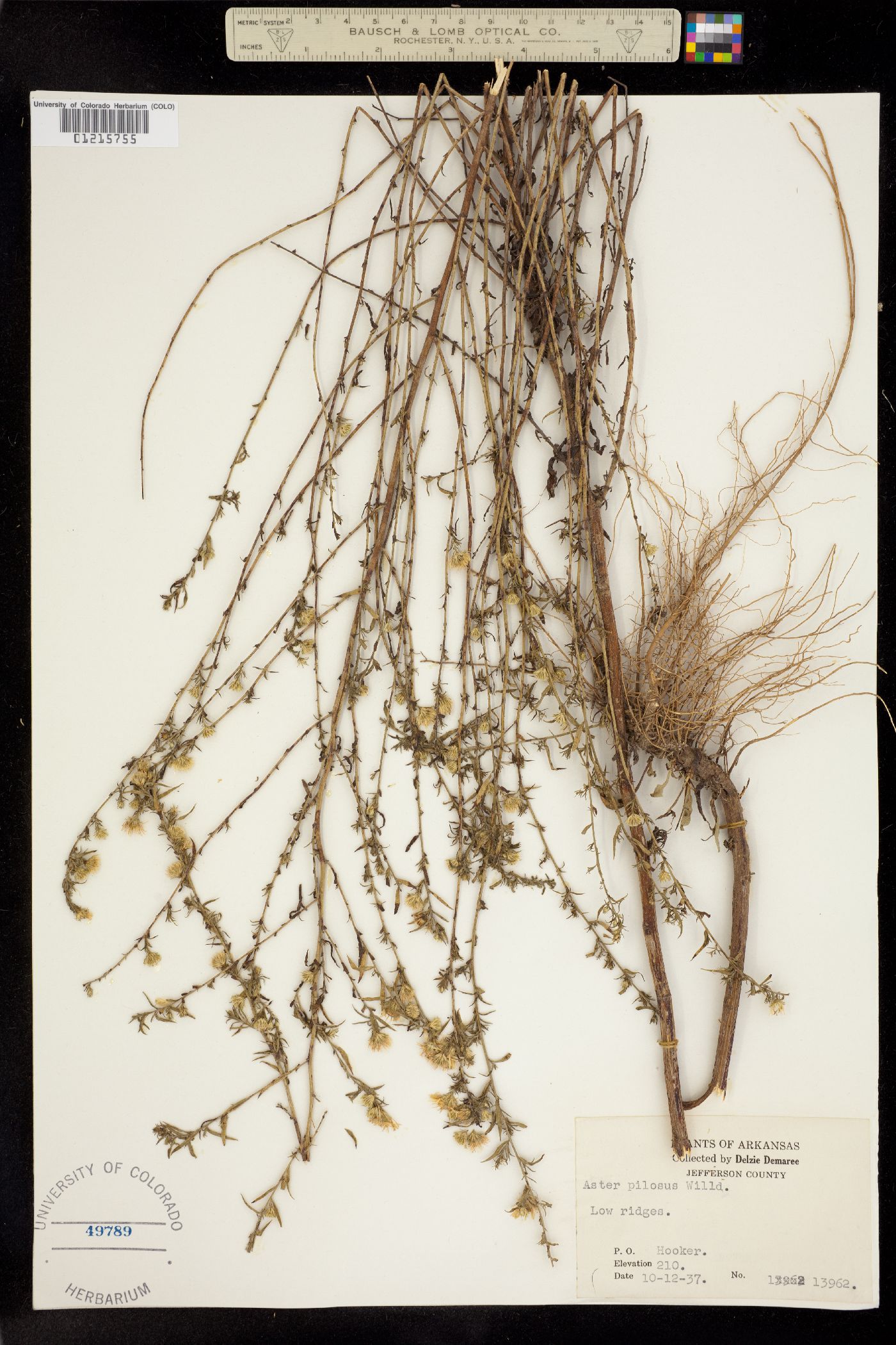 Symphyotrichum pilosum image