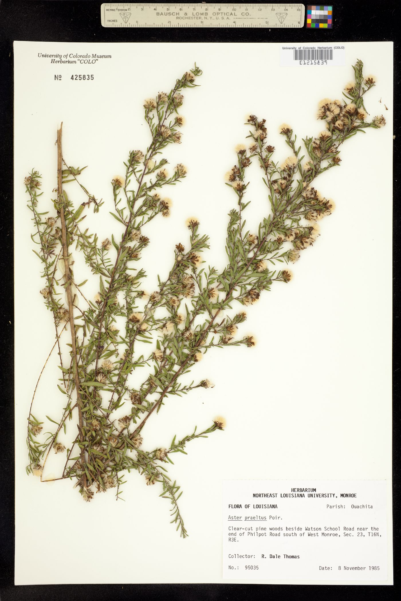 Symphyotrichum praealtum image