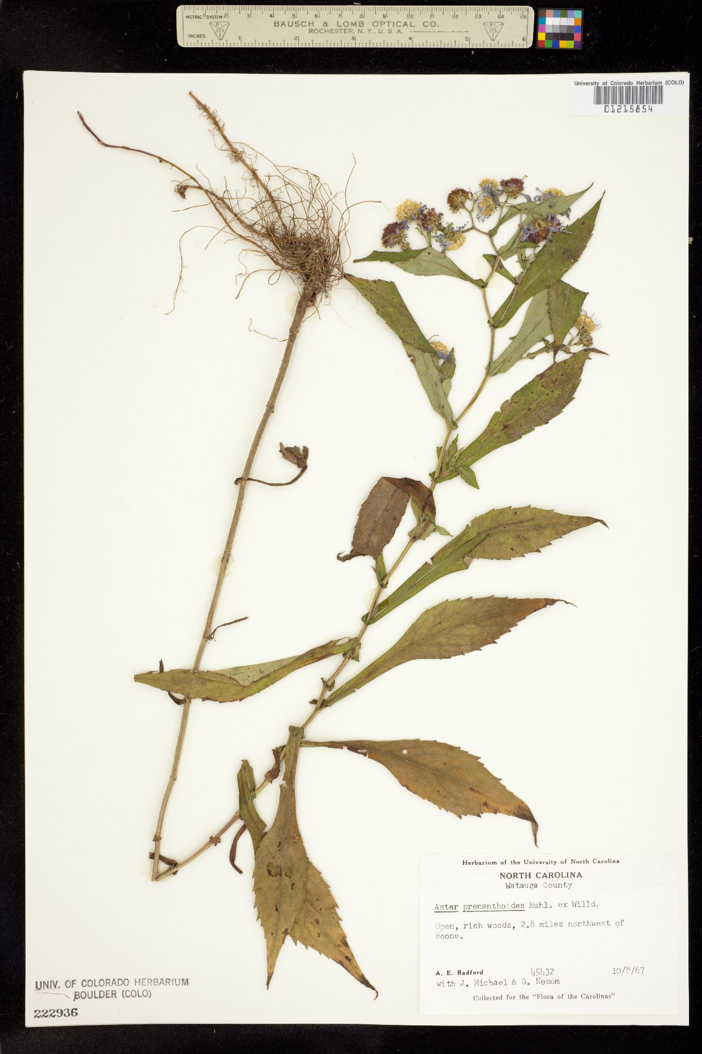 Symphyotrichum prenanthoides image