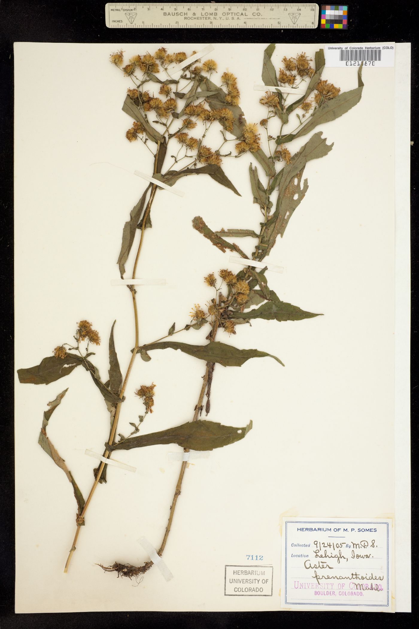 Symphyotrichum prenanthoides image