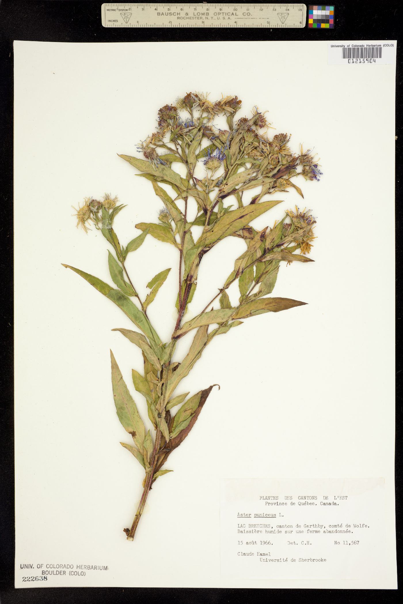 Aster puniceus image