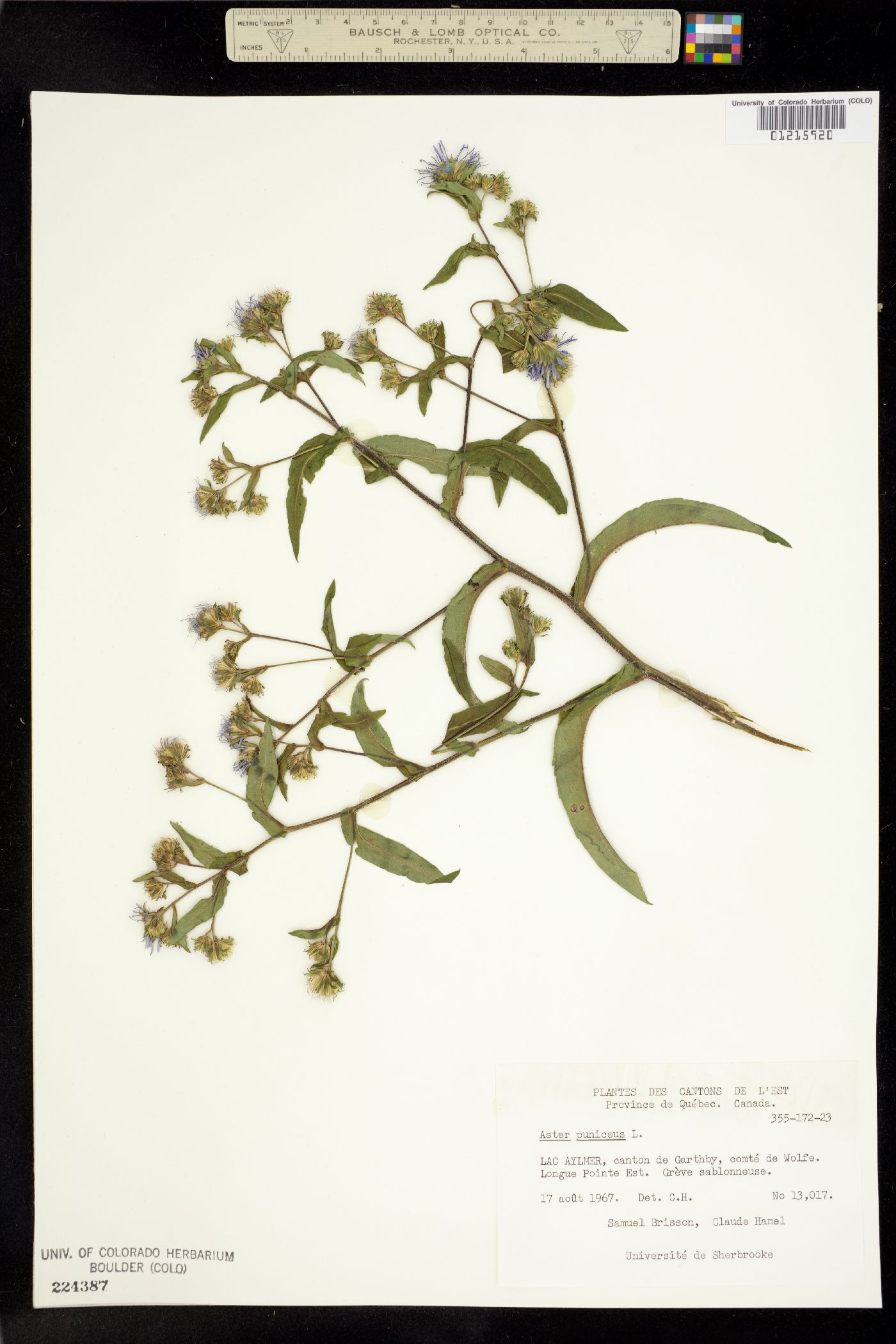 Aster puniceus image