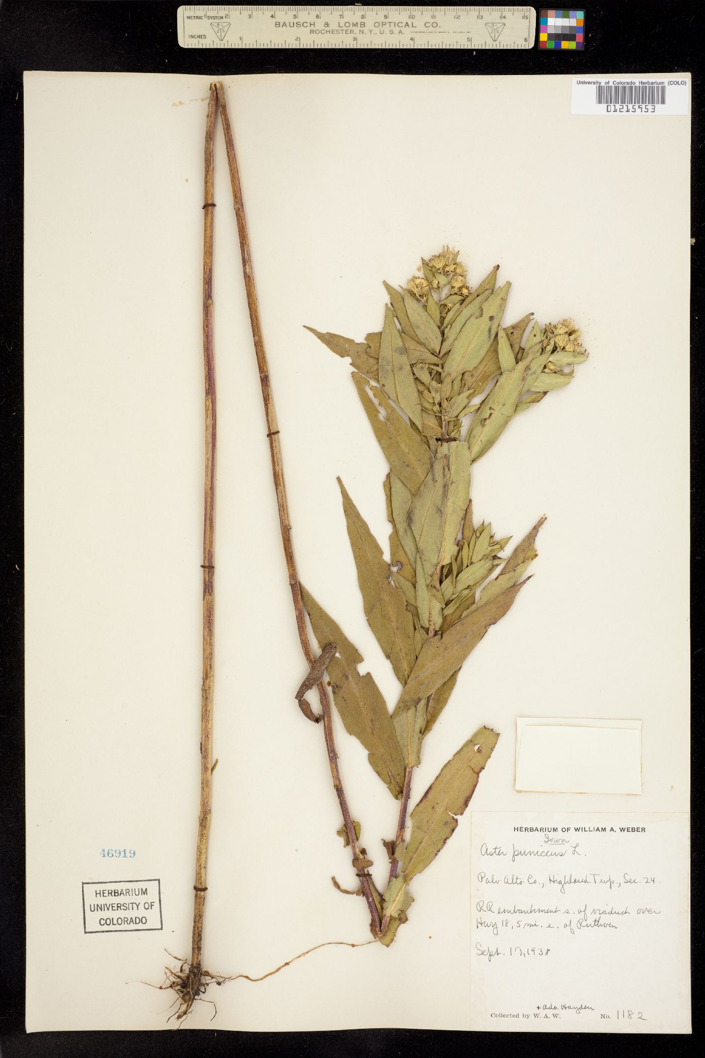 Aster puniceus image