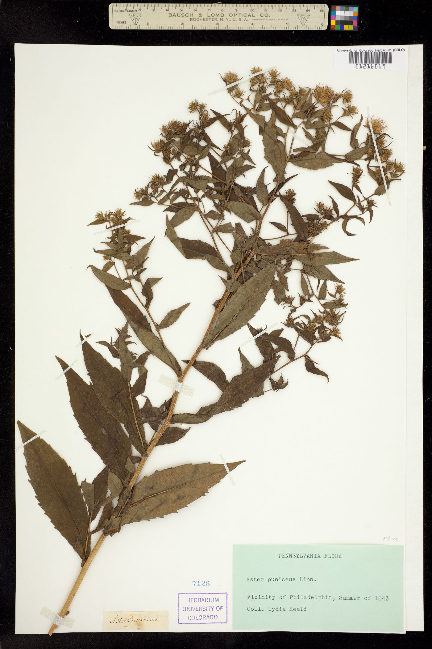 Aster puniceus image