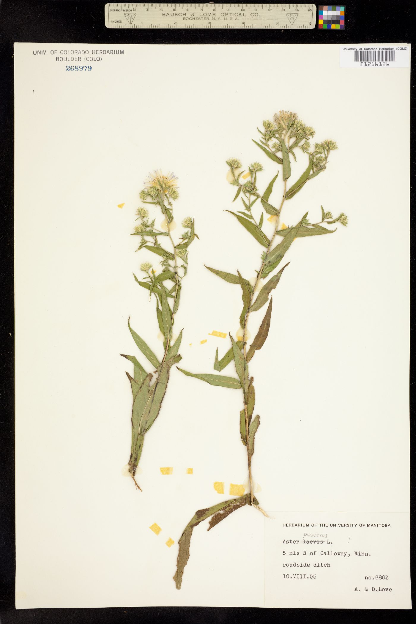 Aster puniceus image