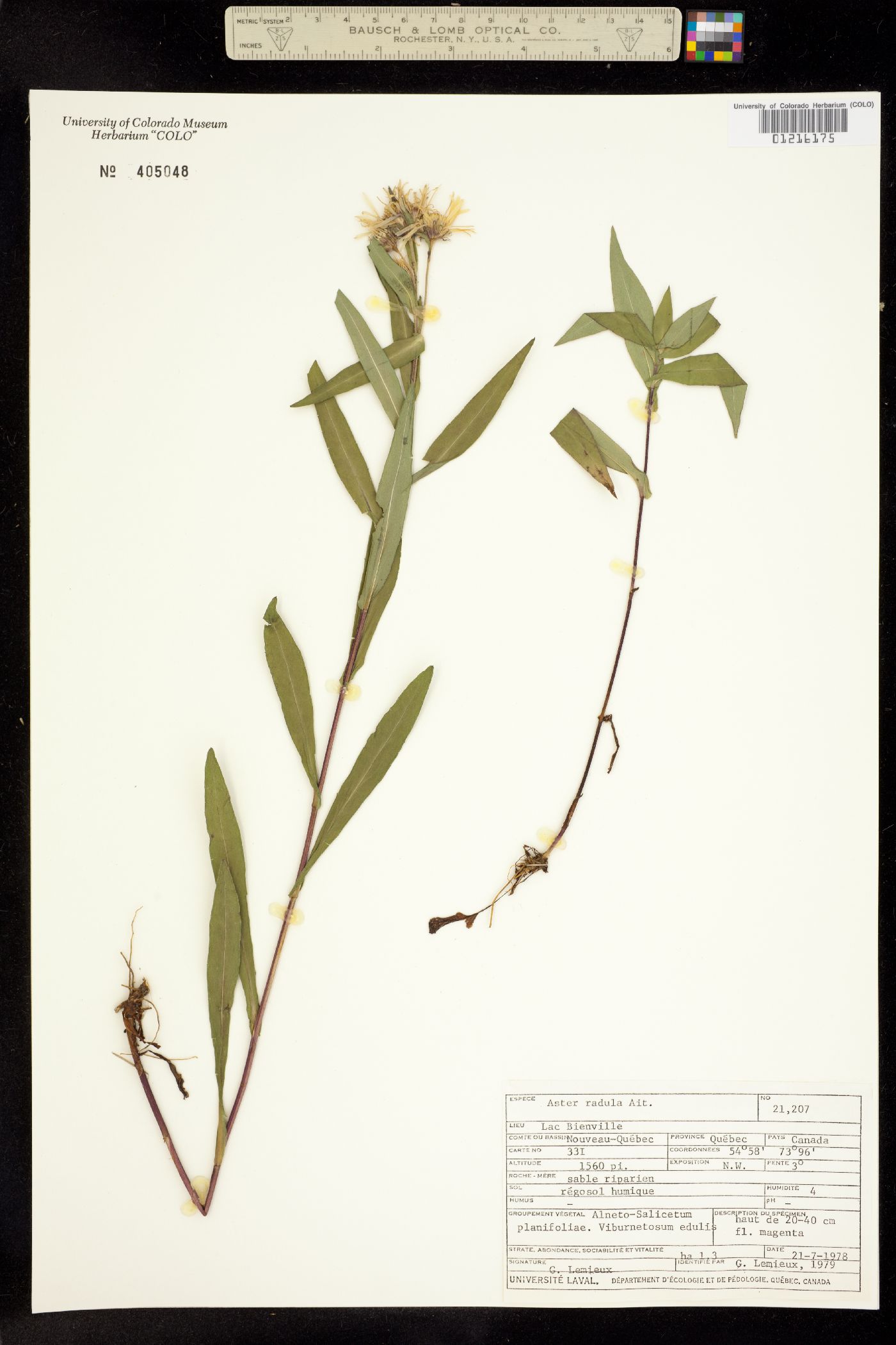 Aster radula image