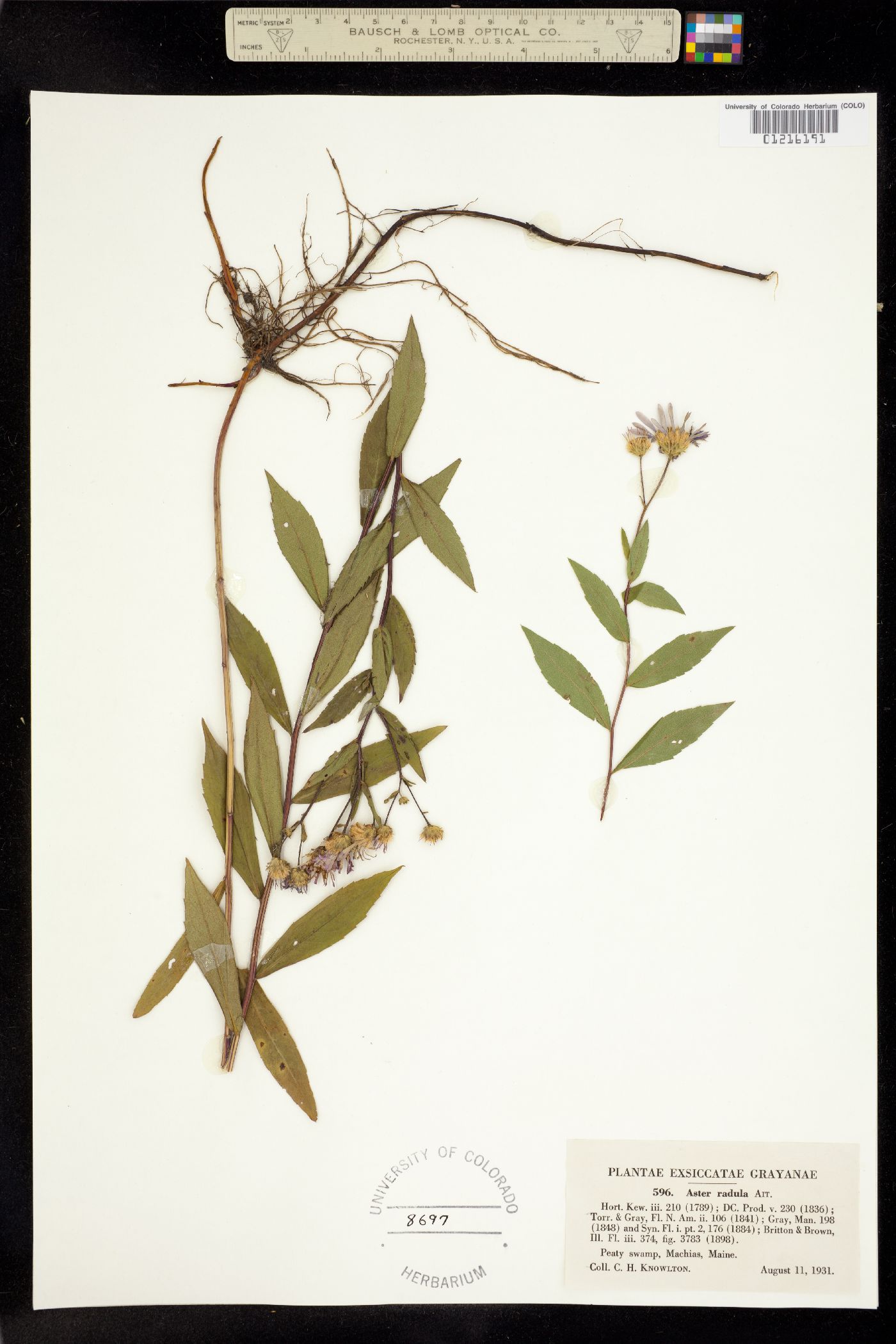 Aster radula image