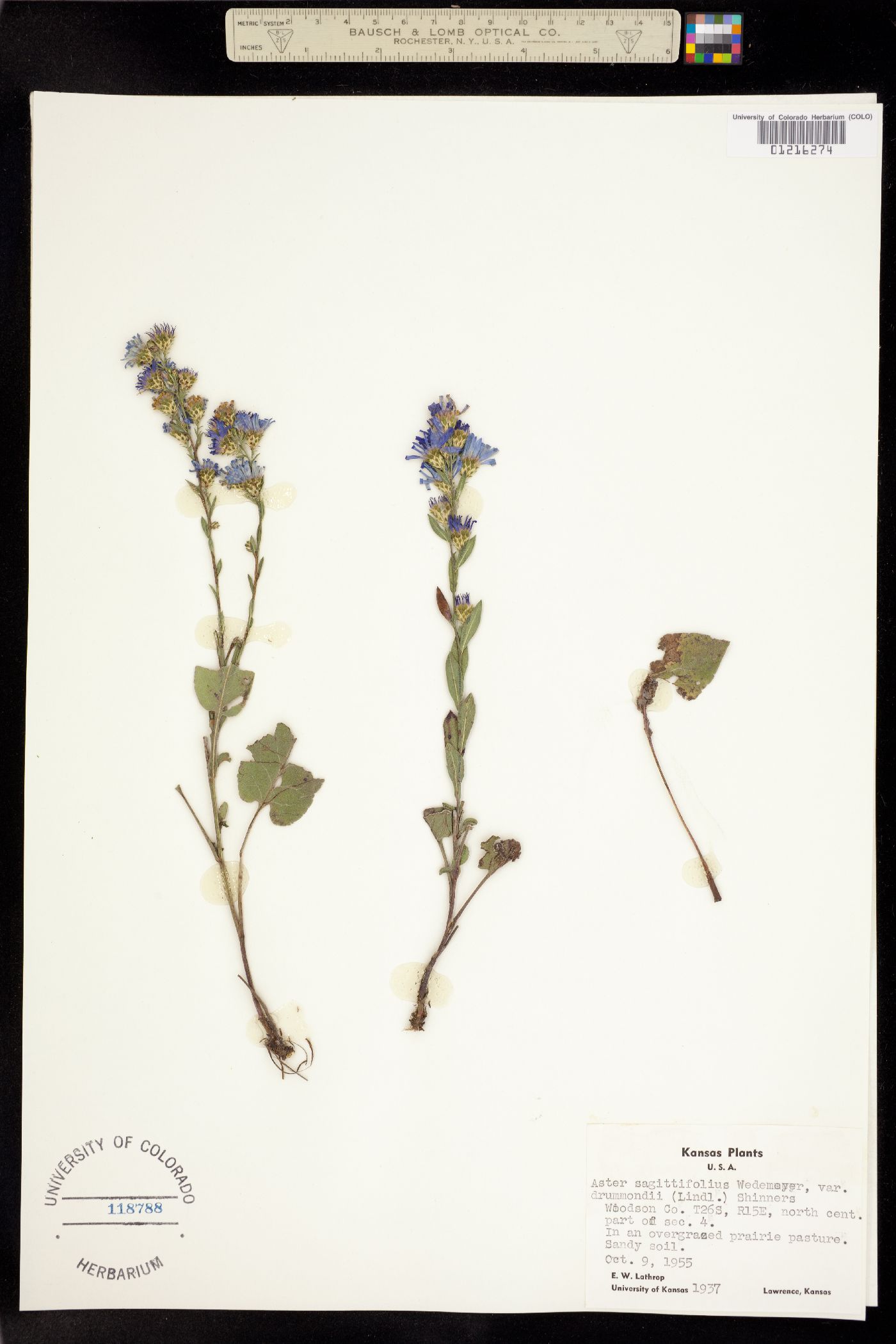 Aster sagittifolius image
