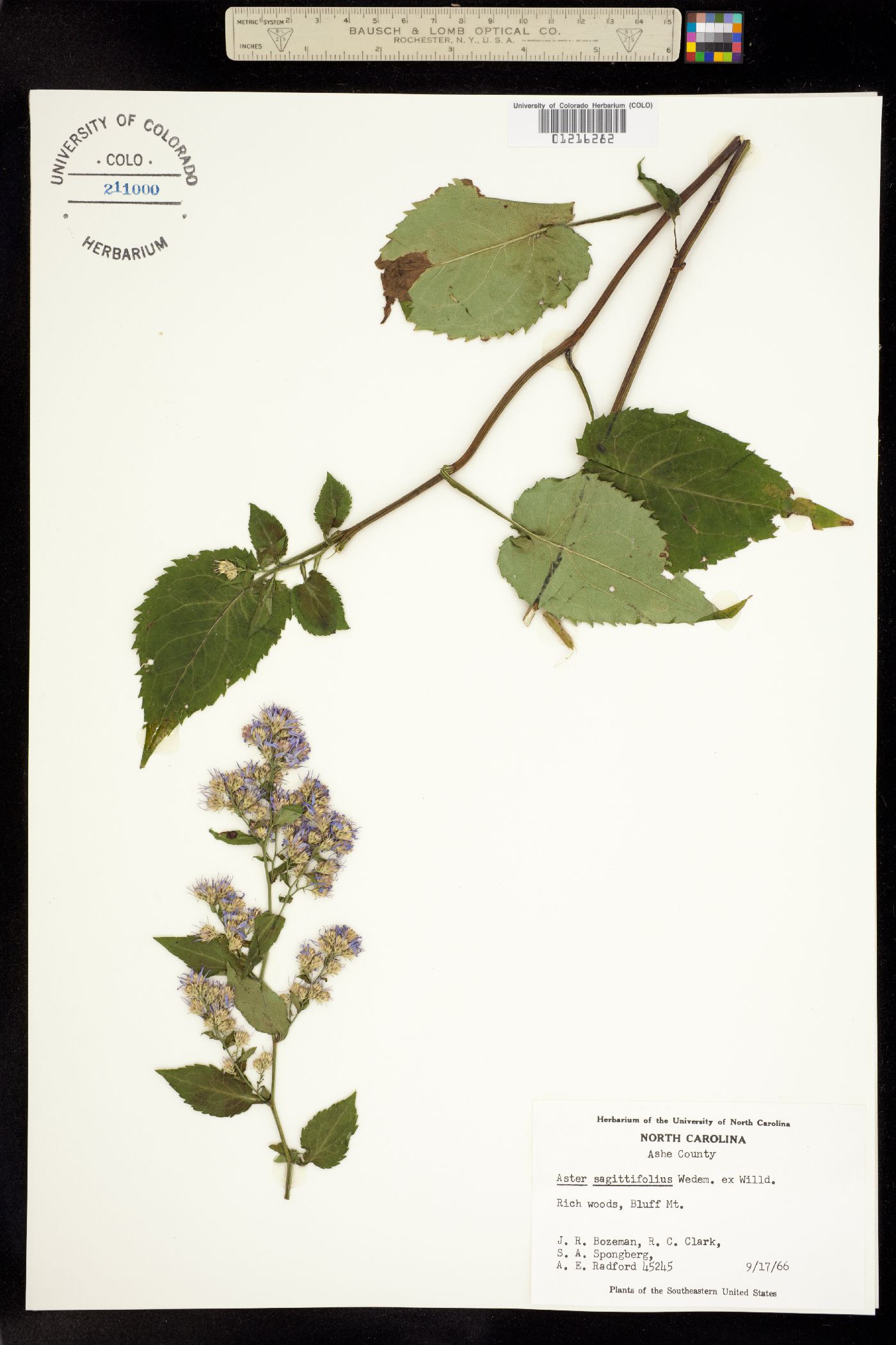 Aster sagittifolius image
