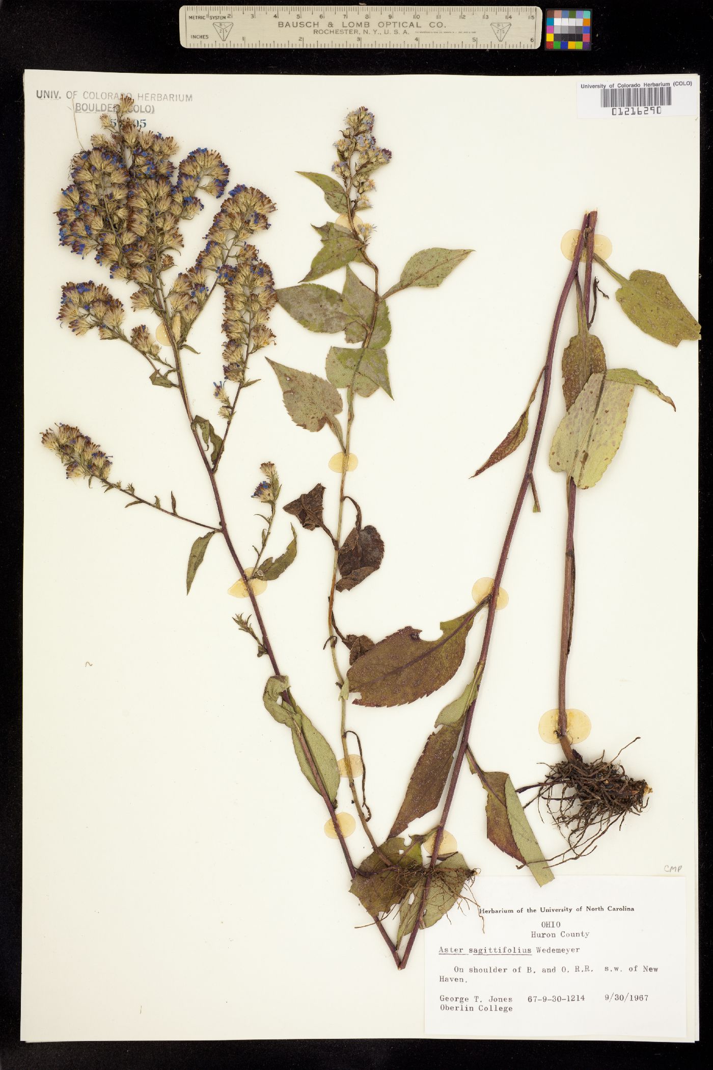 Aster sagittifolius image