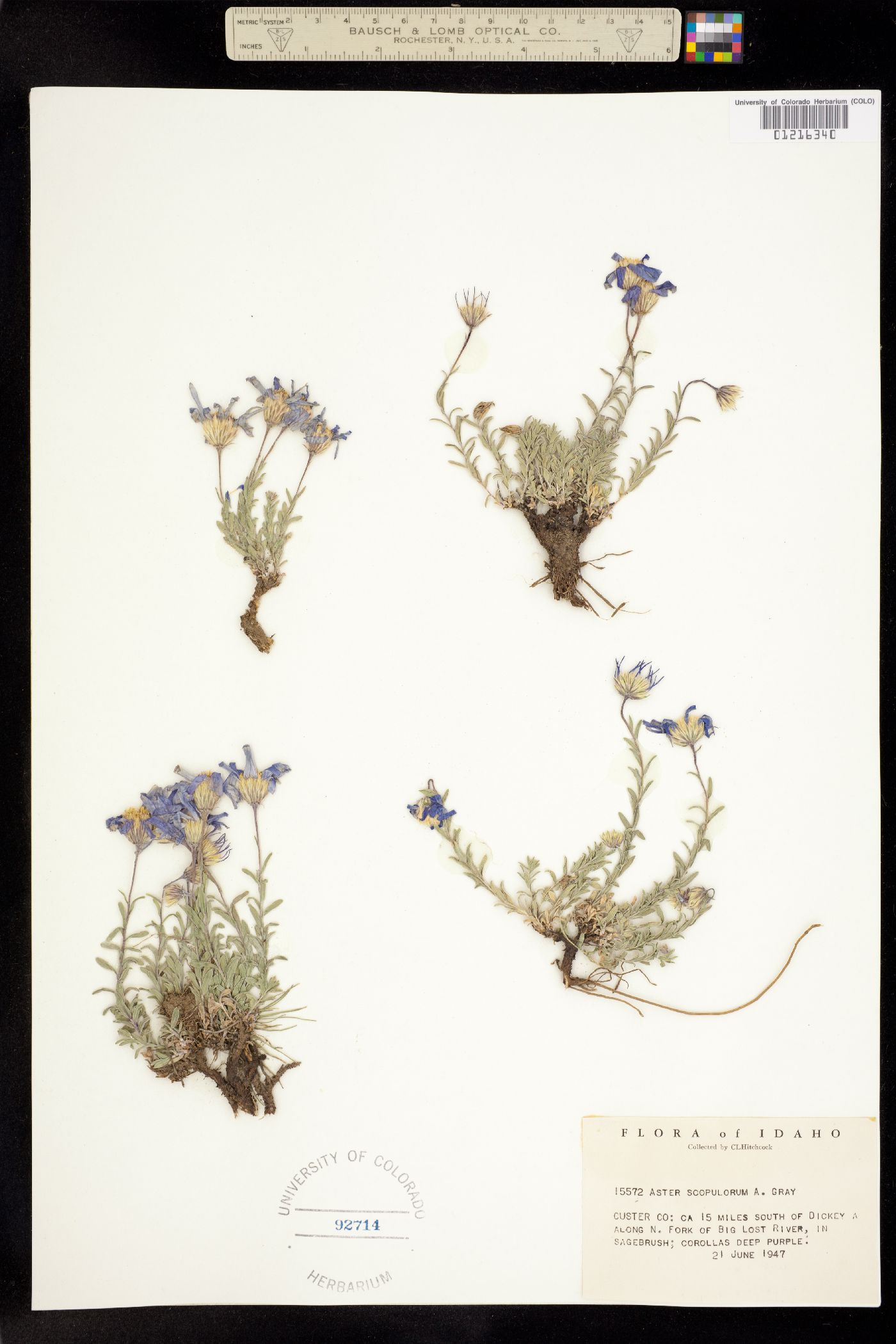 Aster scopulorum image