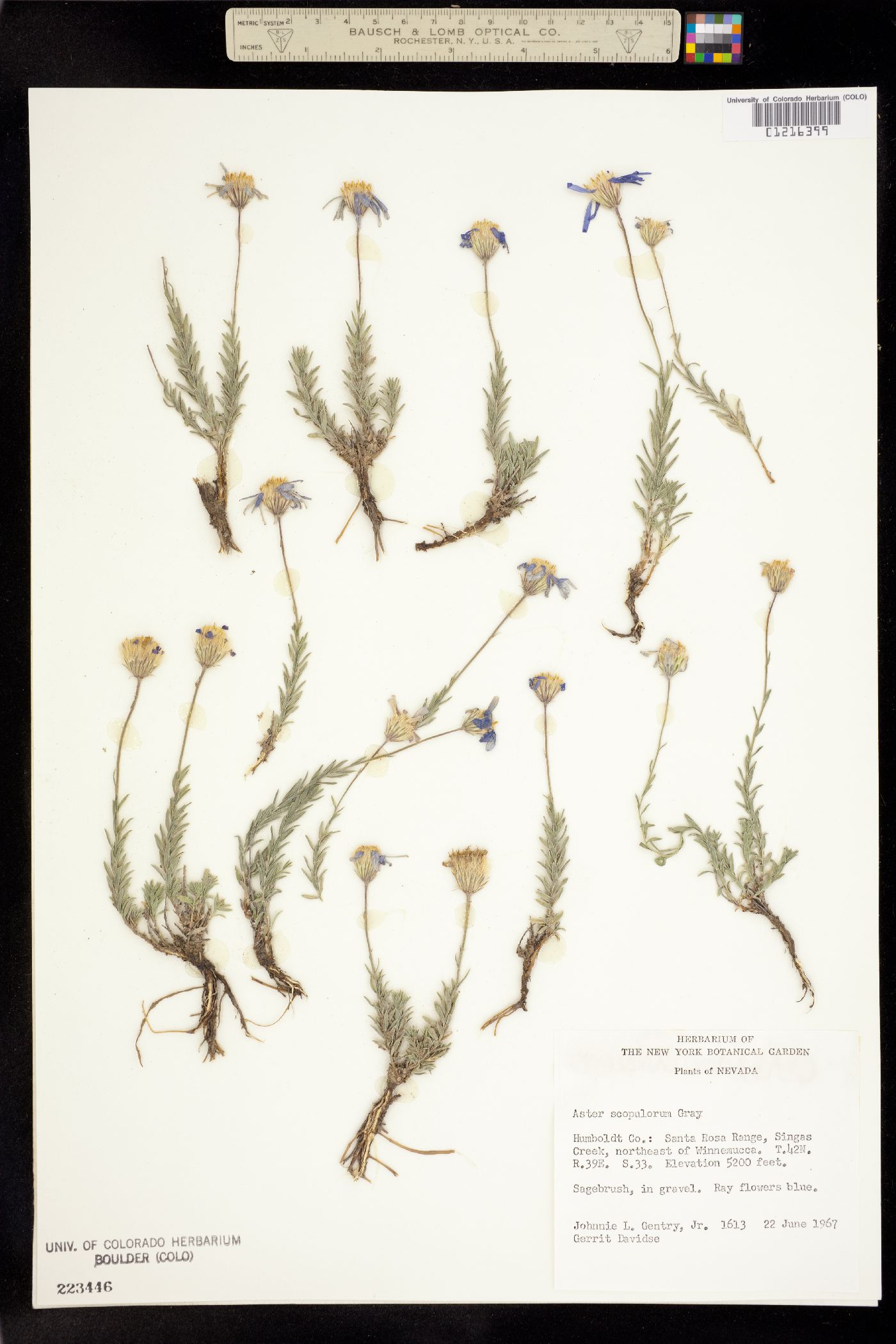 Aster scopulorum image