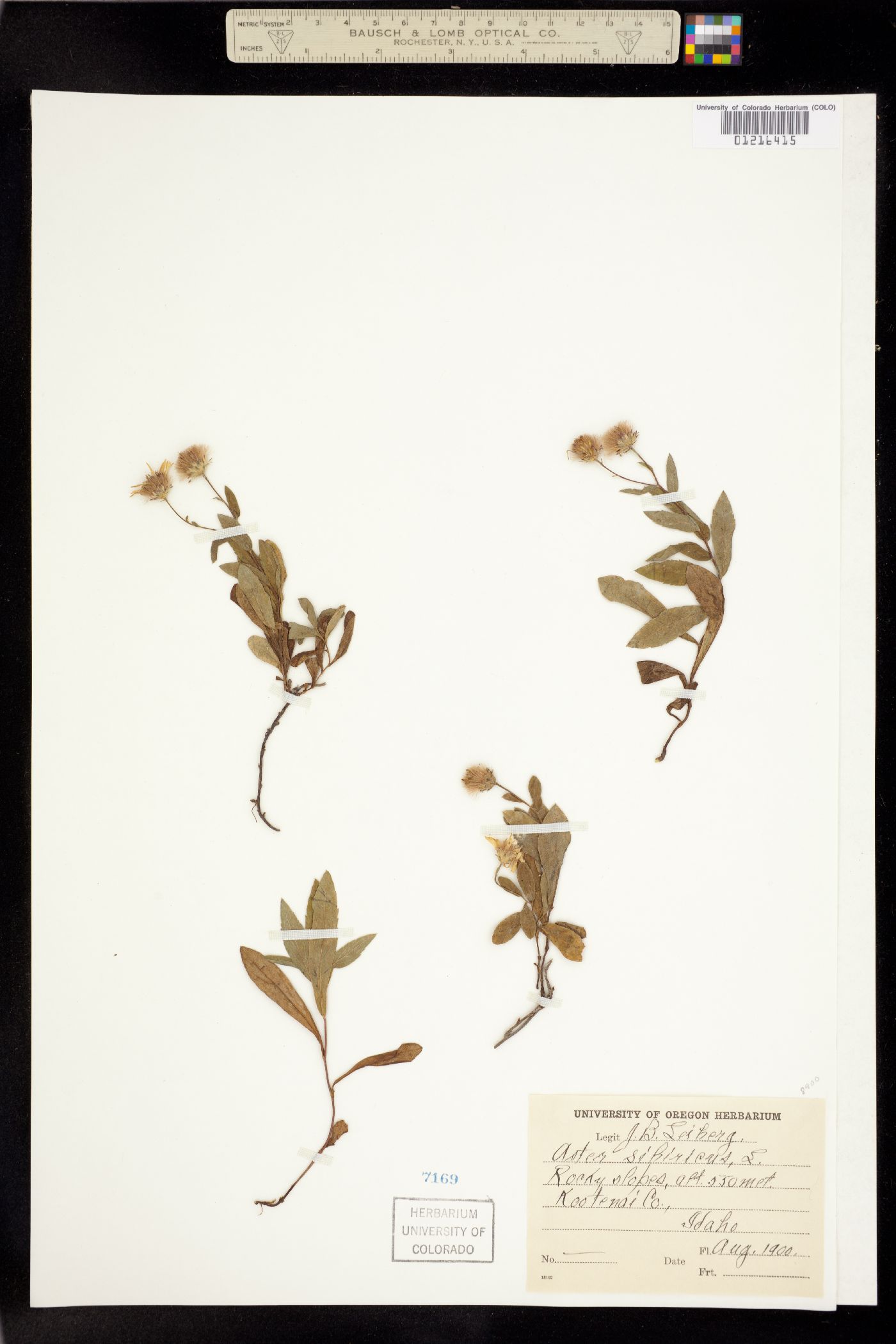 Aster sibiricus image