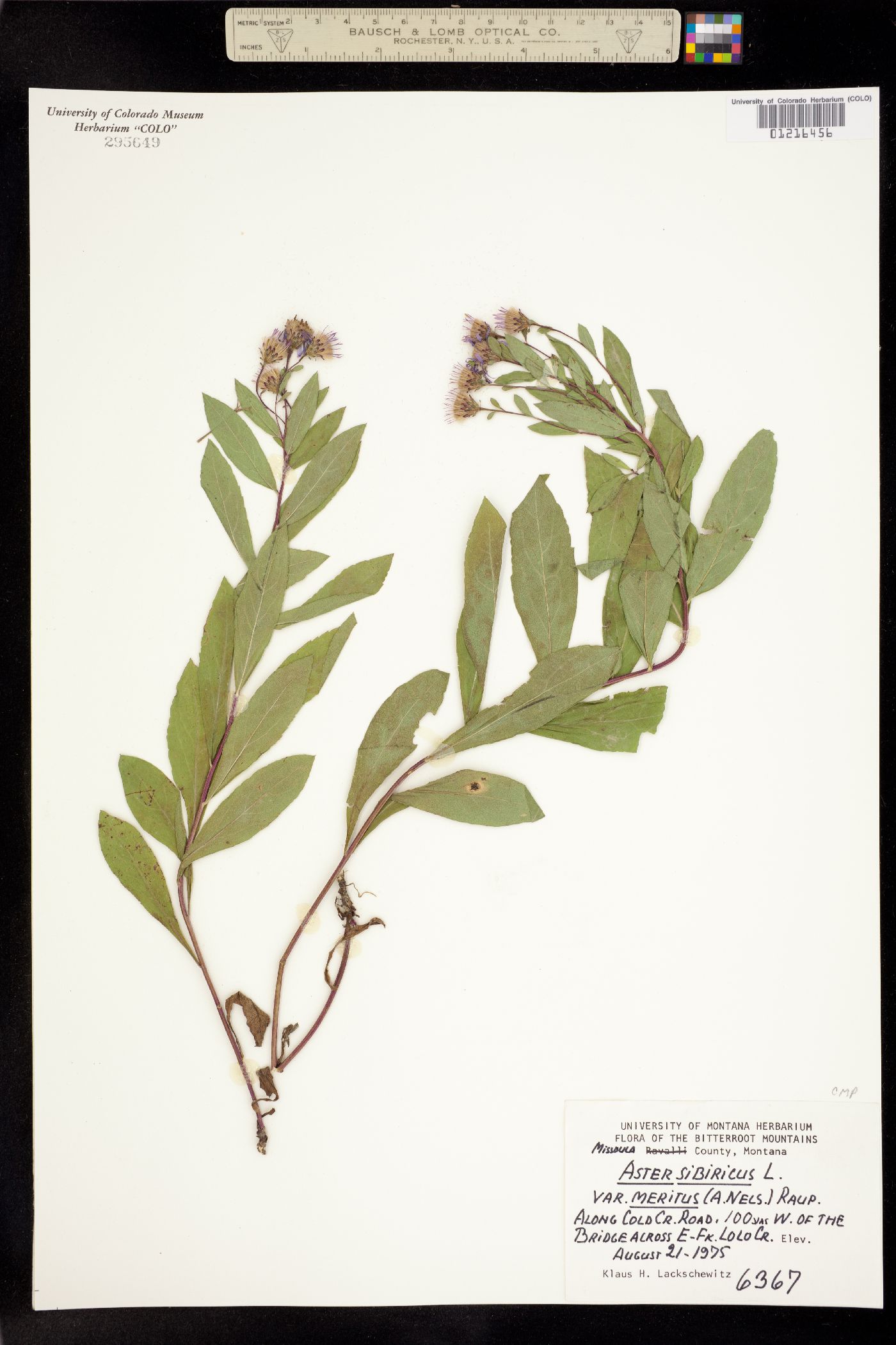 Aster sibiricus image