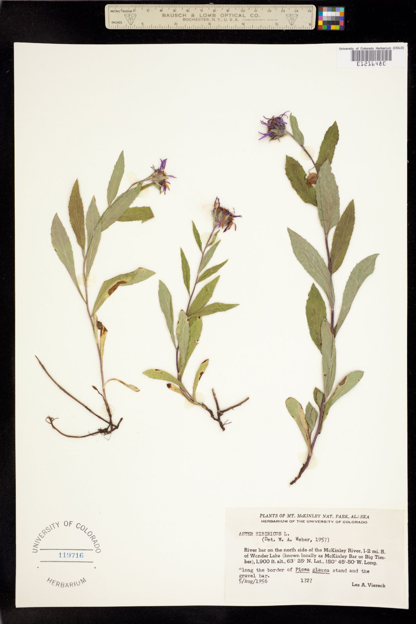 Aster sibiricus image