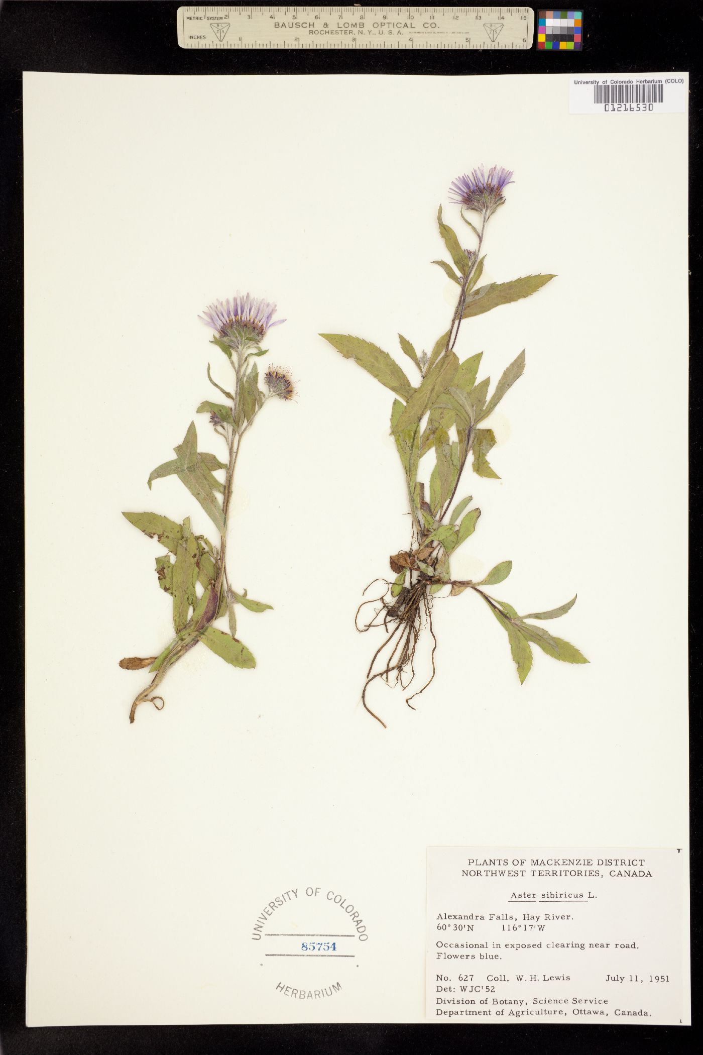 Aster sibiricus image