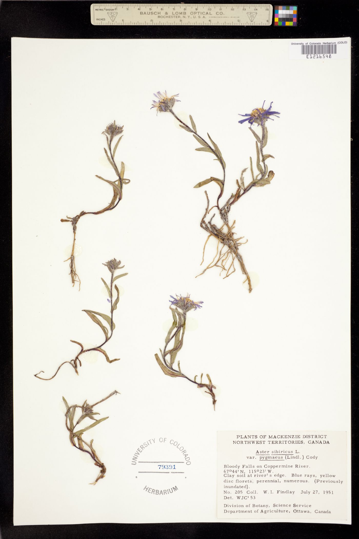 Aster sibiricus image