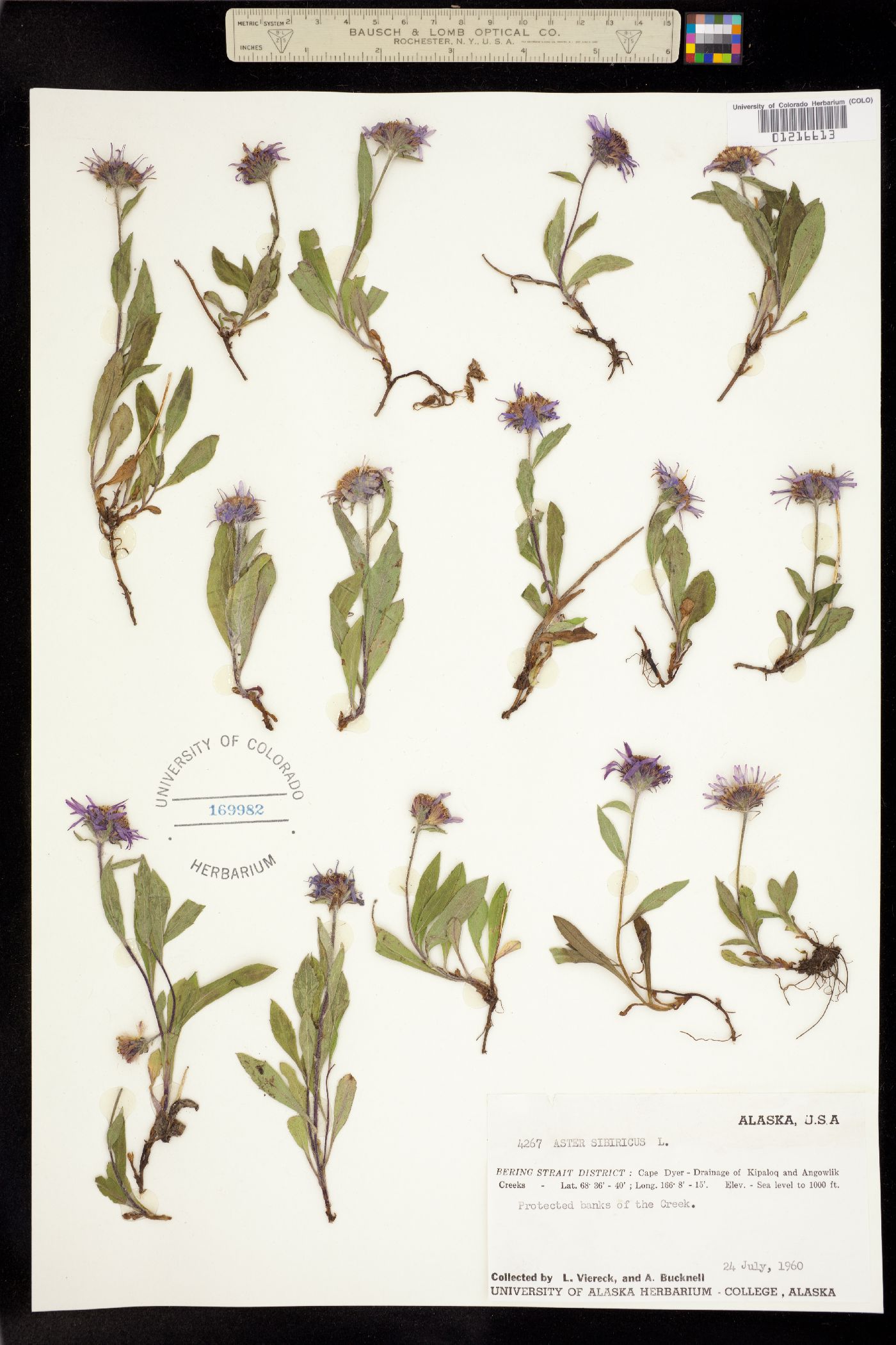 Aster sibiricus image